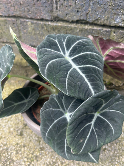 Alocasia Black Velvet