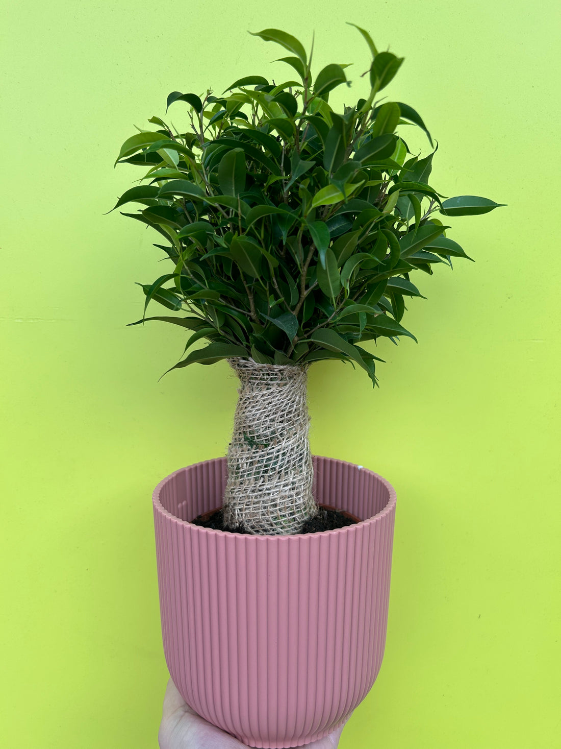 Ficus Benjamina ‘Natasja’