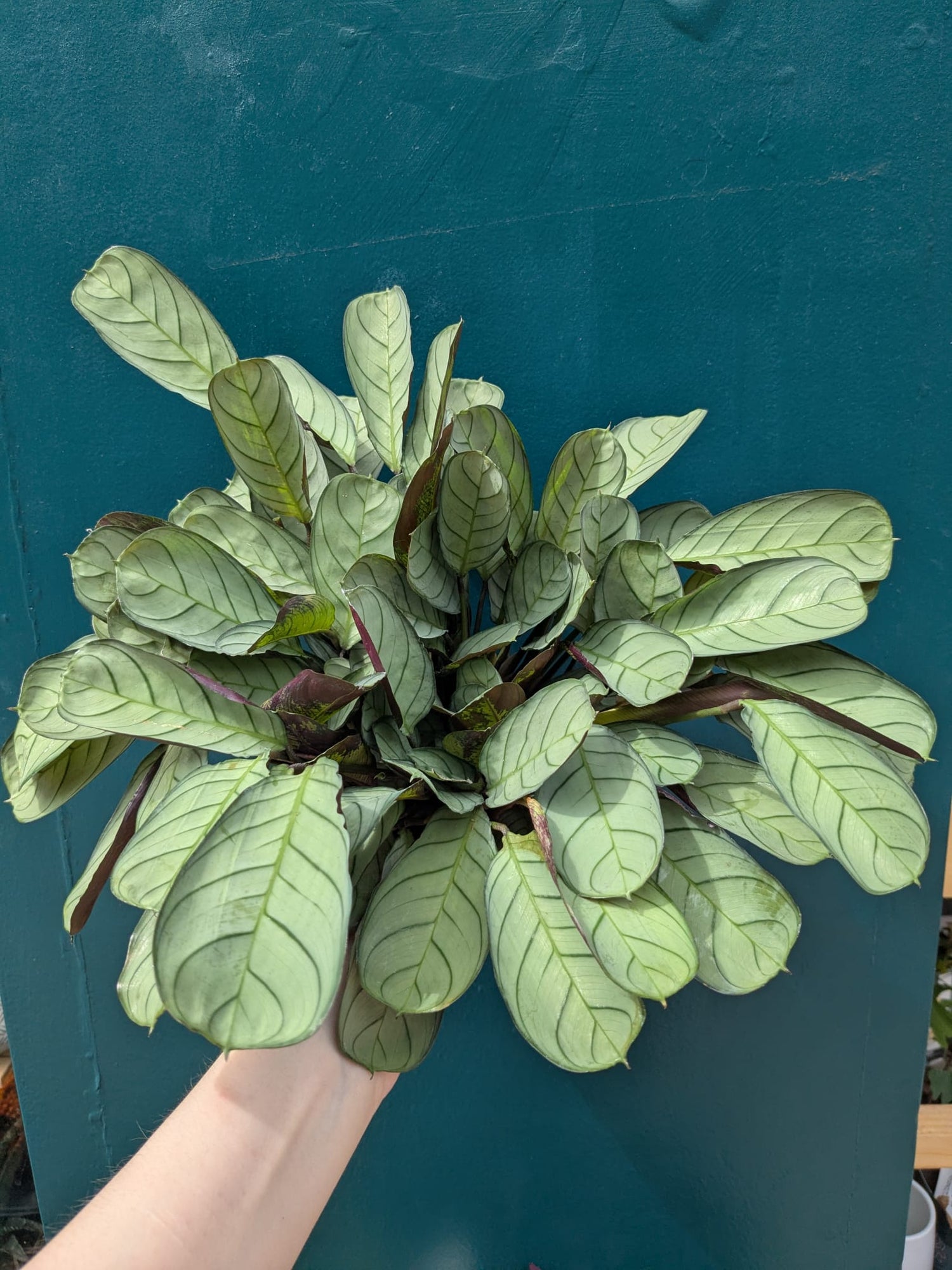 amagris prayer plant Ctenanthe burle-marxii 'Amagris' – Striking Foliage Plant