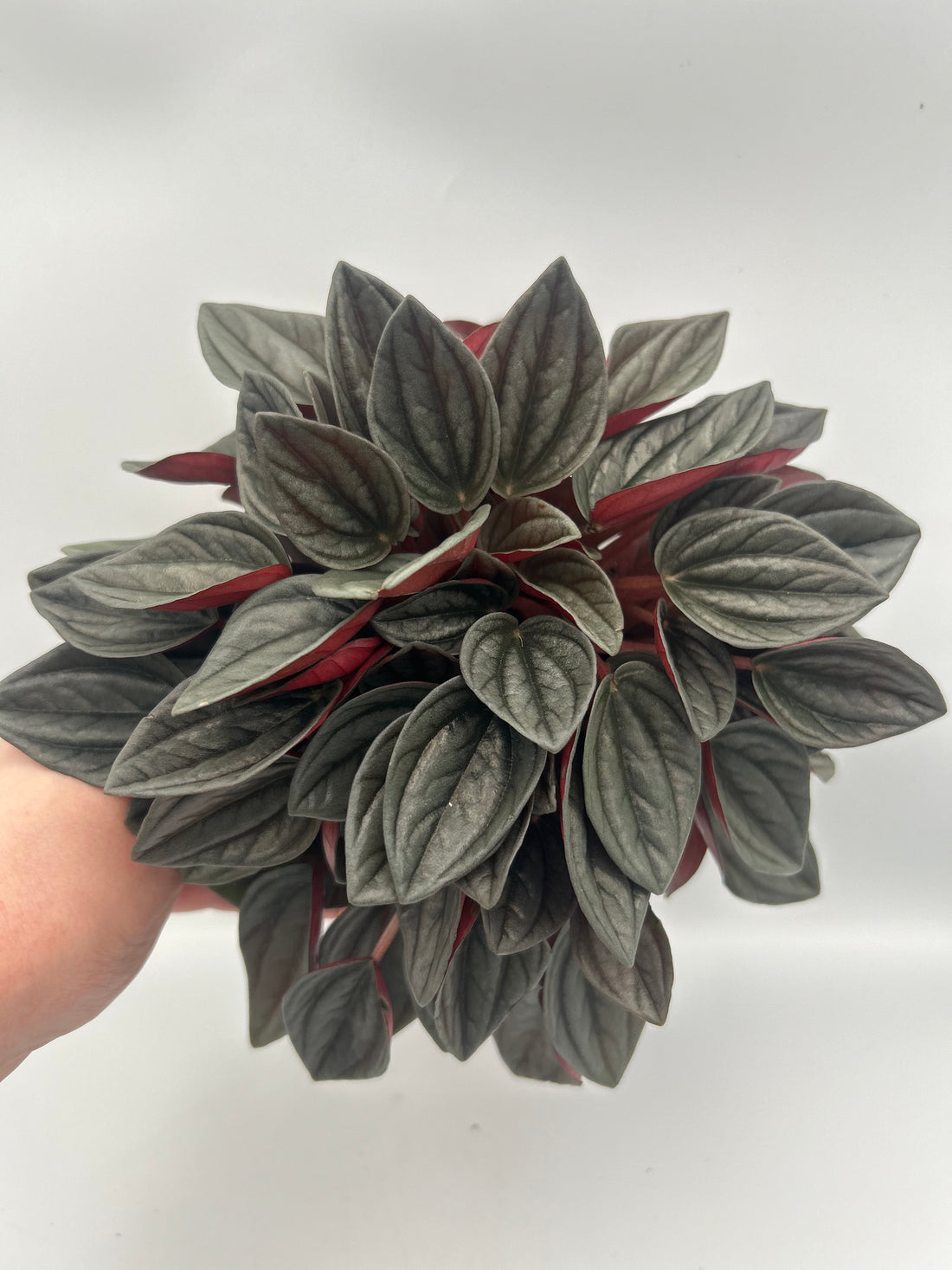 Peperomia Santorini
