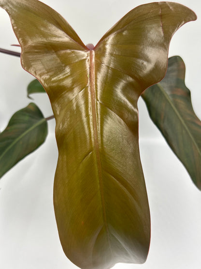 Philodendron Florida Bronze