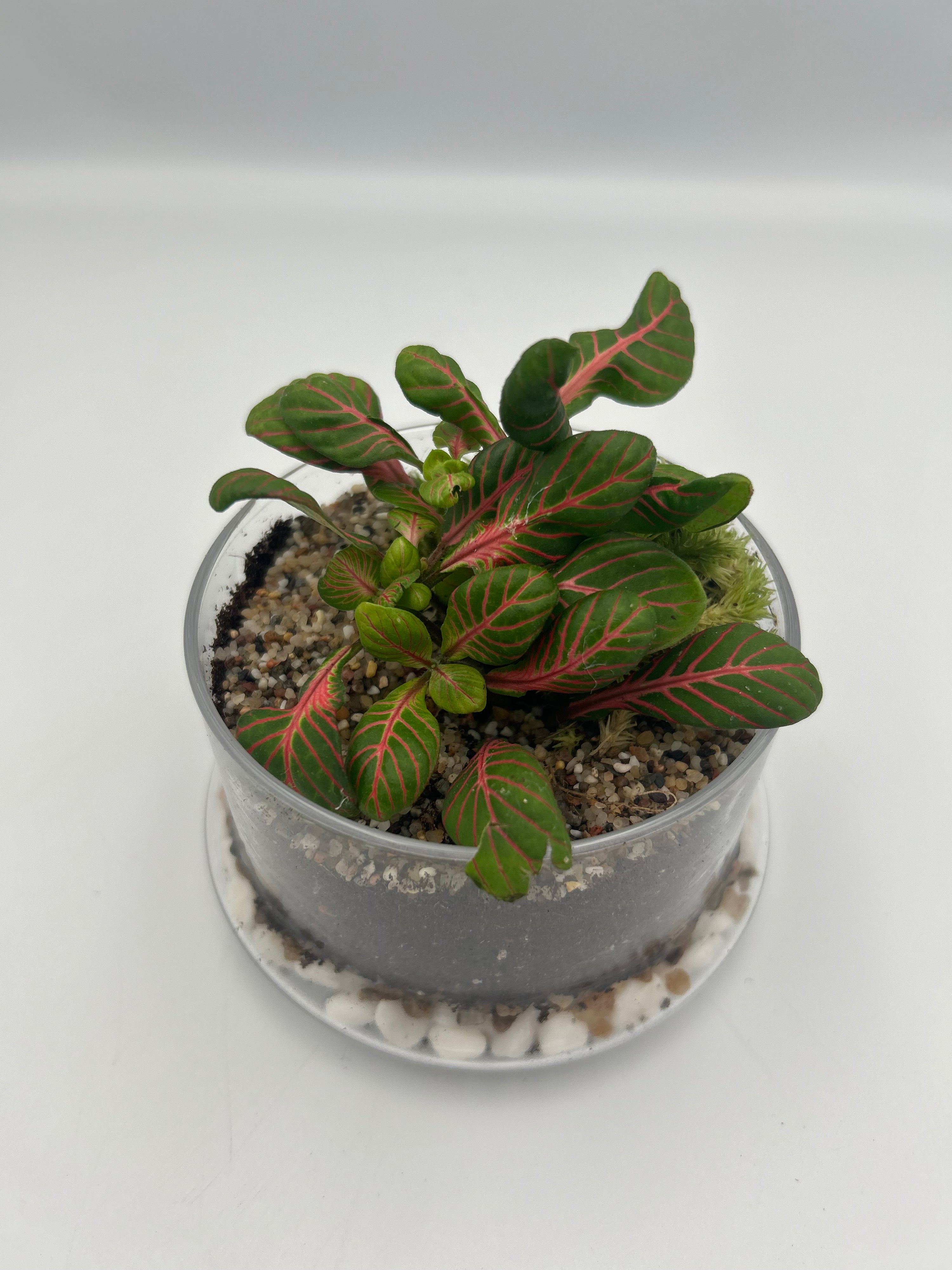 Fittonia Dome Terrarium (Large)