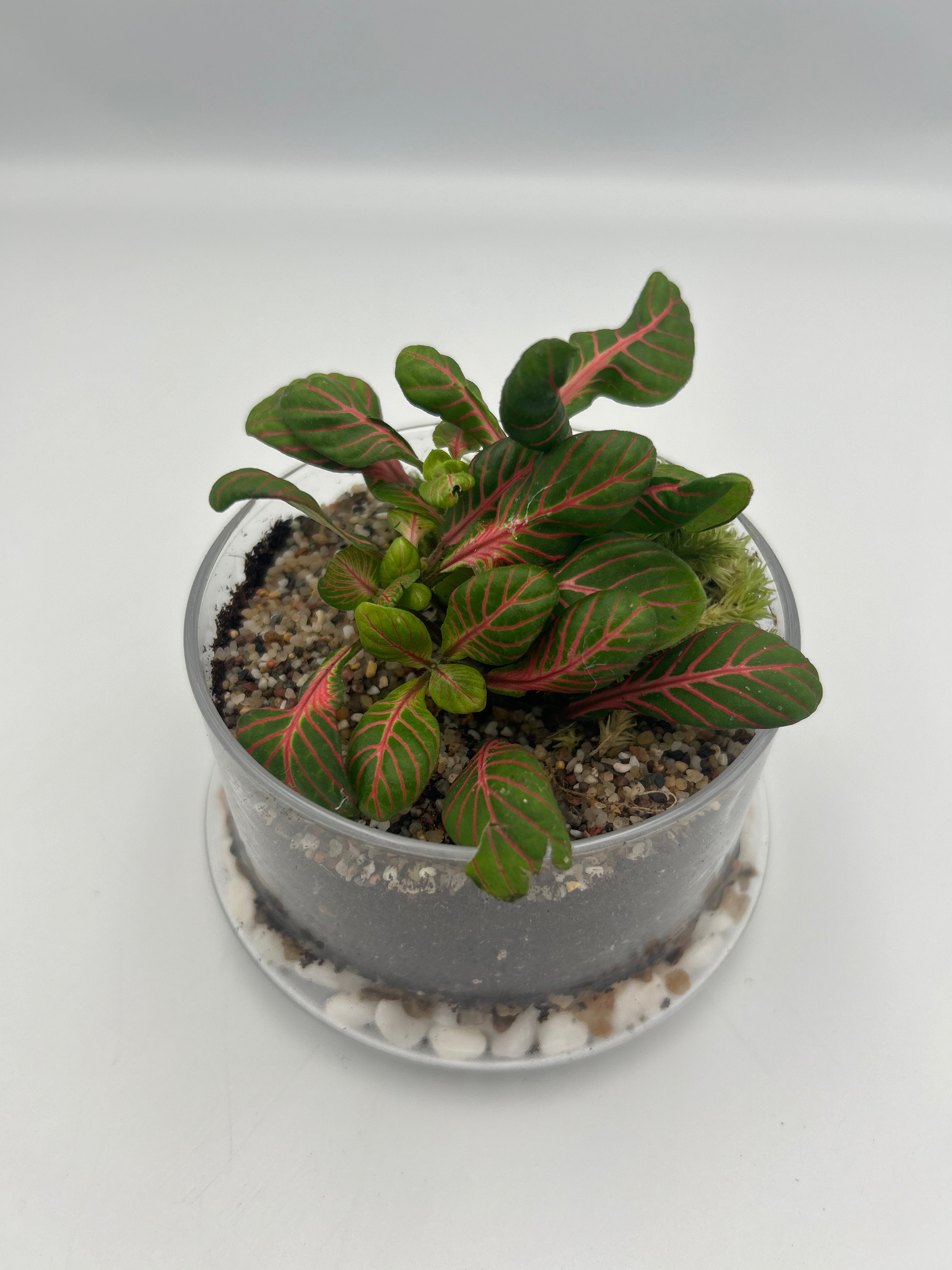 Fittonia Dome Terrarium (Large)