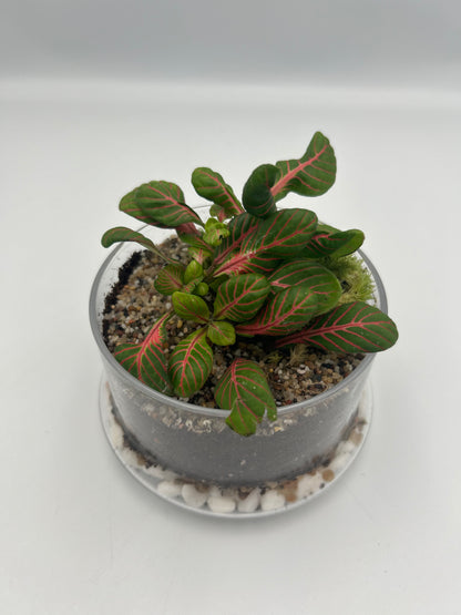 Fittonia Dome Terrarium (Large)