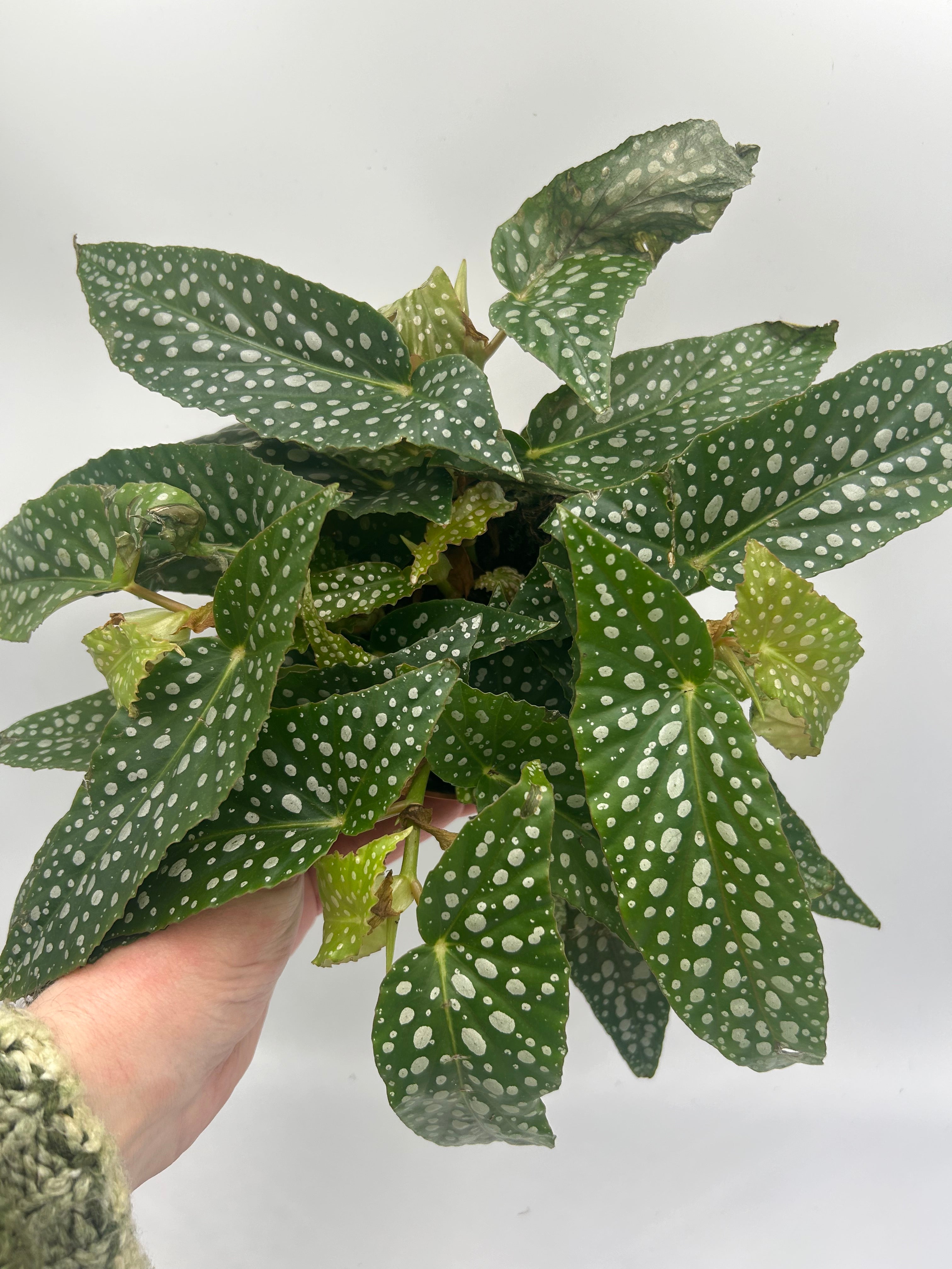 Begonia Double Dot