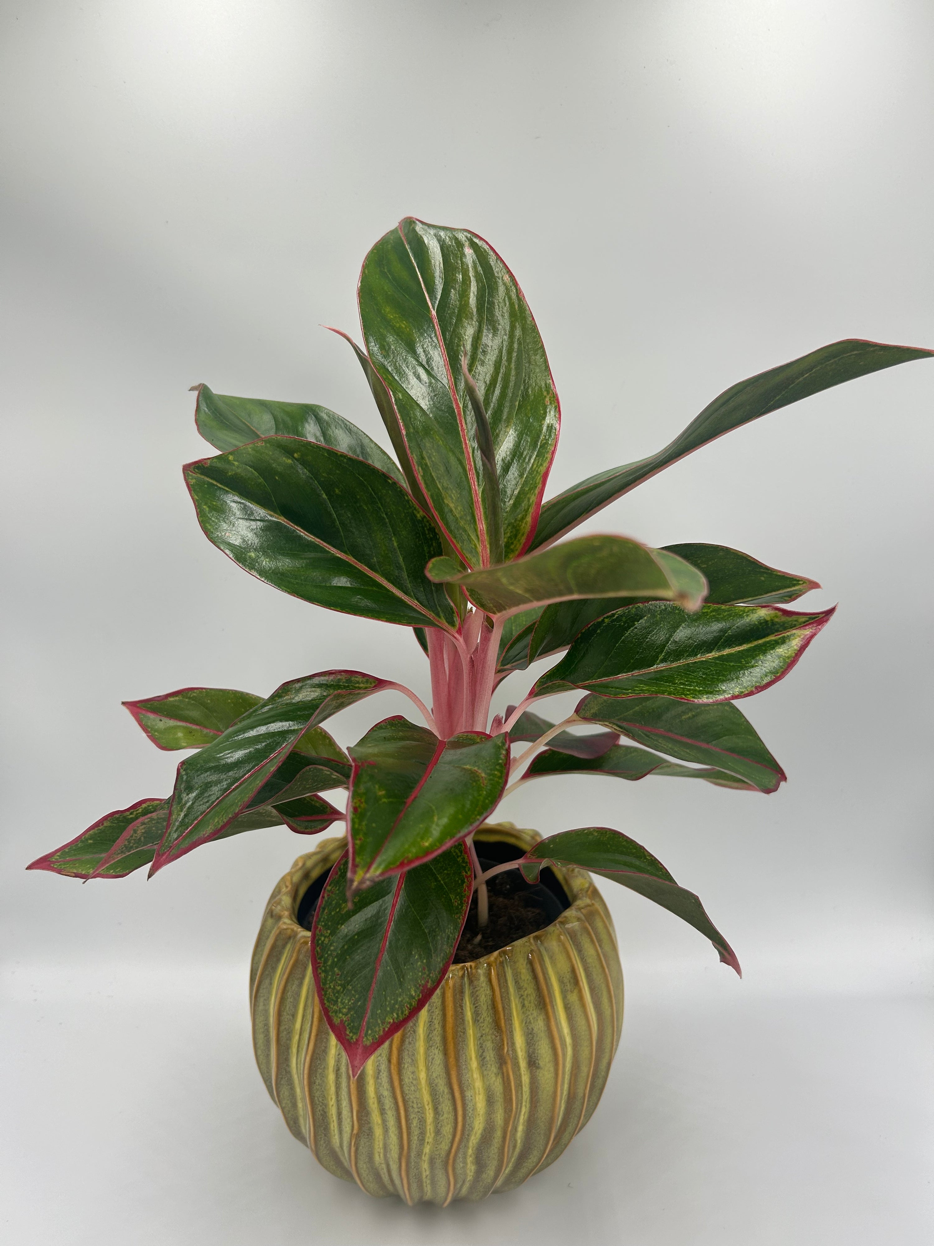 Aglaonema Crete