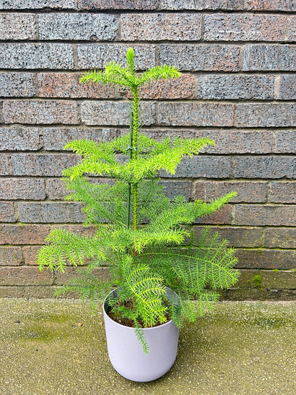 Araucaria heterophylla - Norfolk Pine