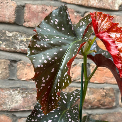Begonia Cracklin Rosie