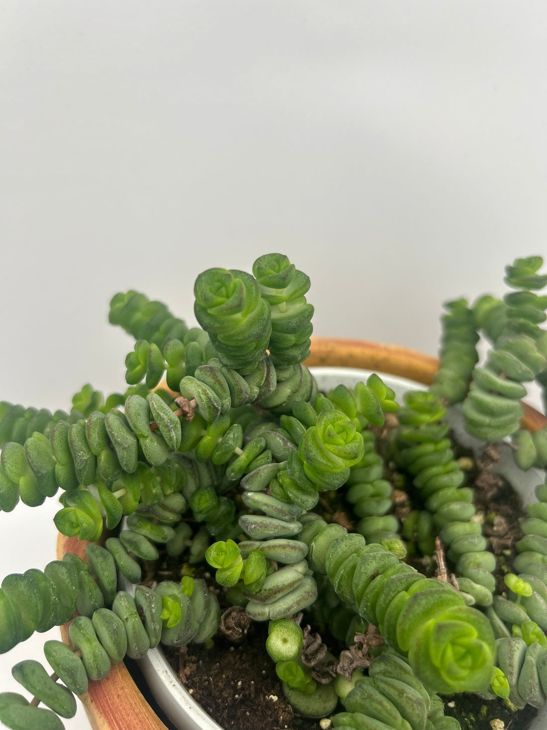 Crassula Hottentot