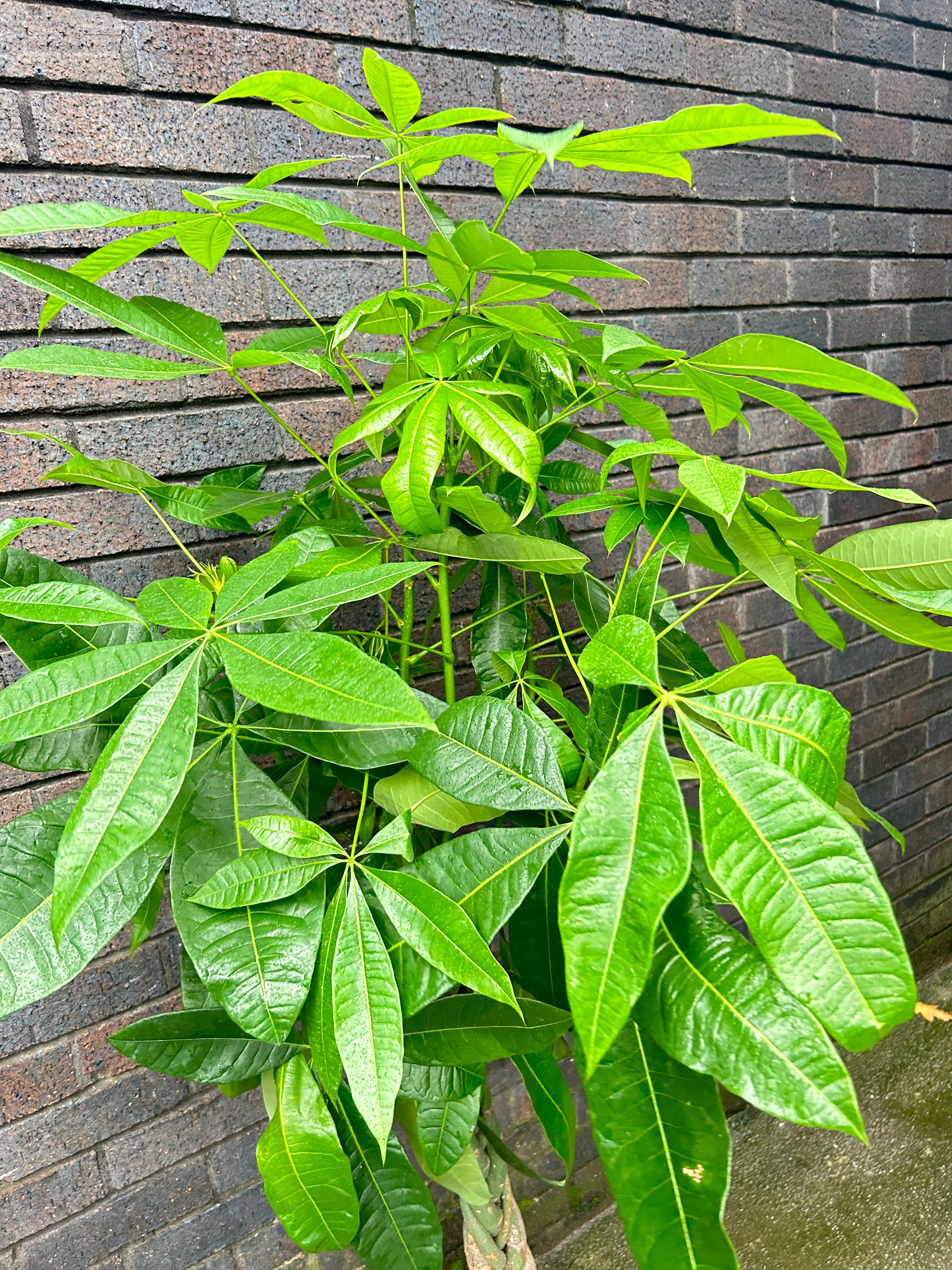 Pachira Aquatica