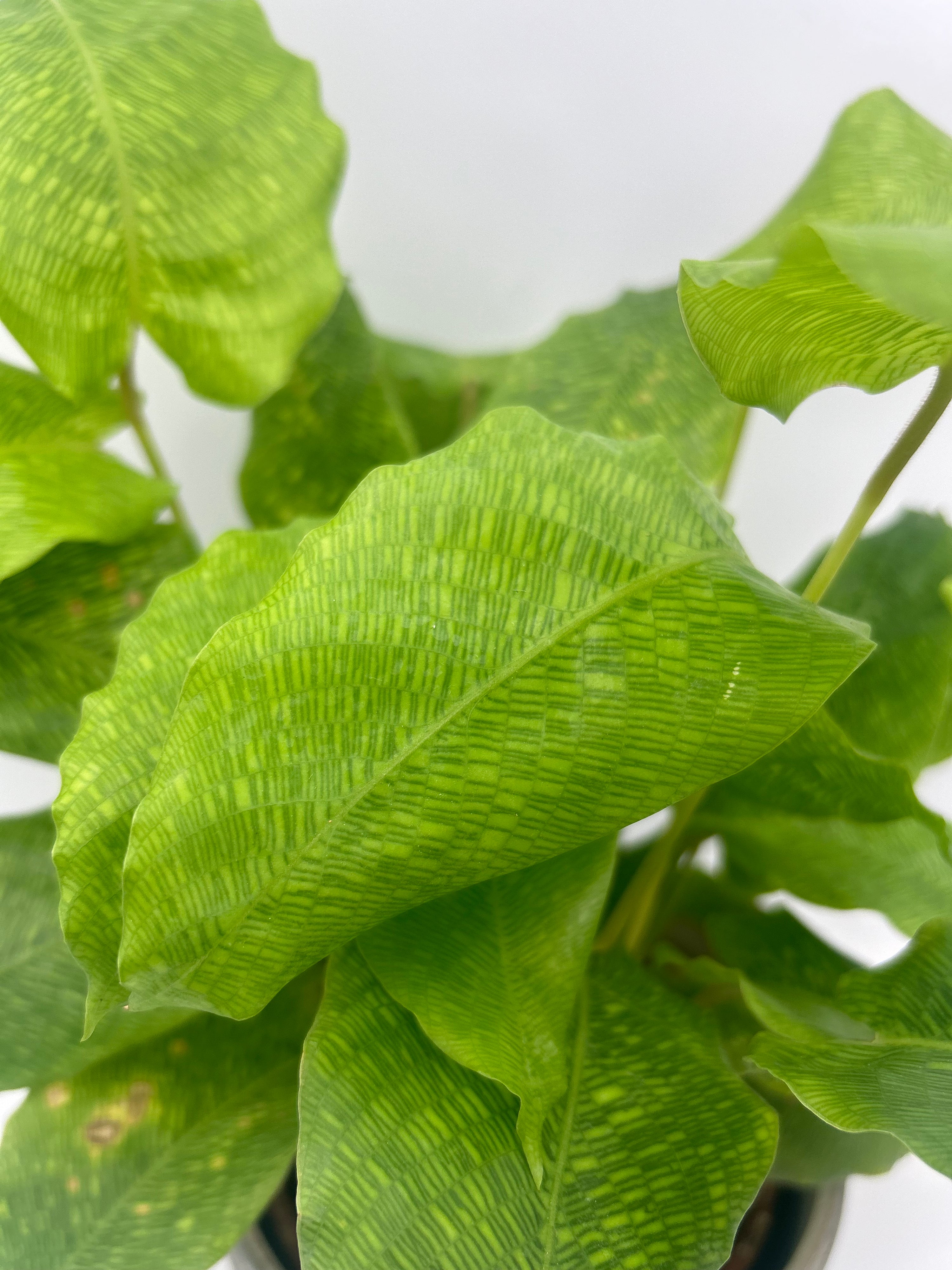 Calathea Network