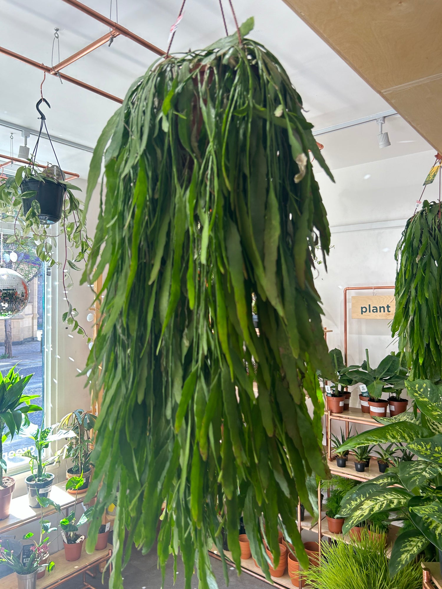 Rhipsalis Red Coral