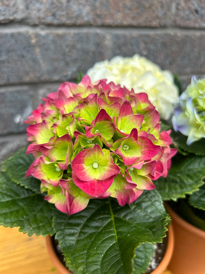 Hydrangea Lucky Dip in Terracotta Pot