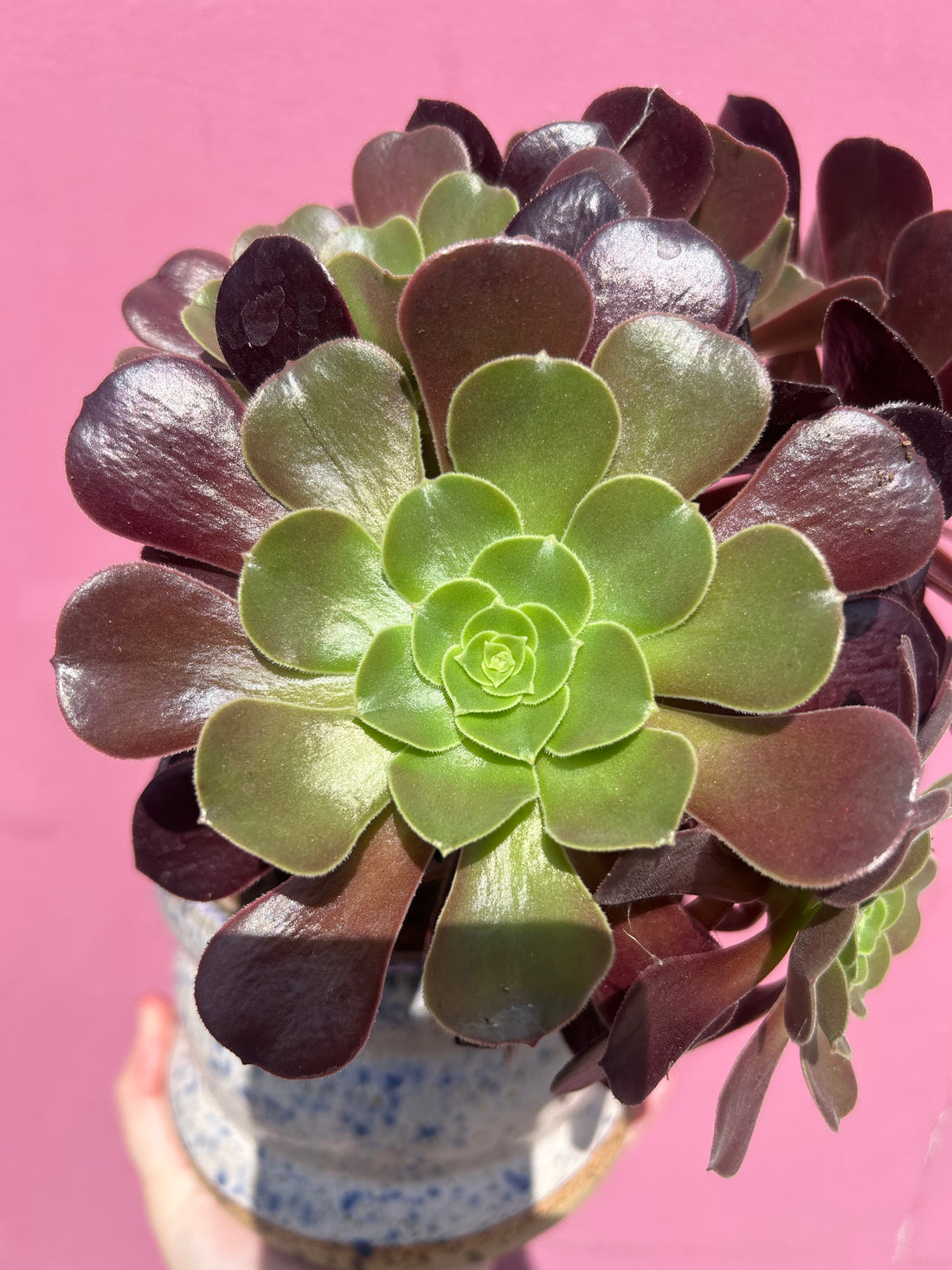 Aeonium arboreum