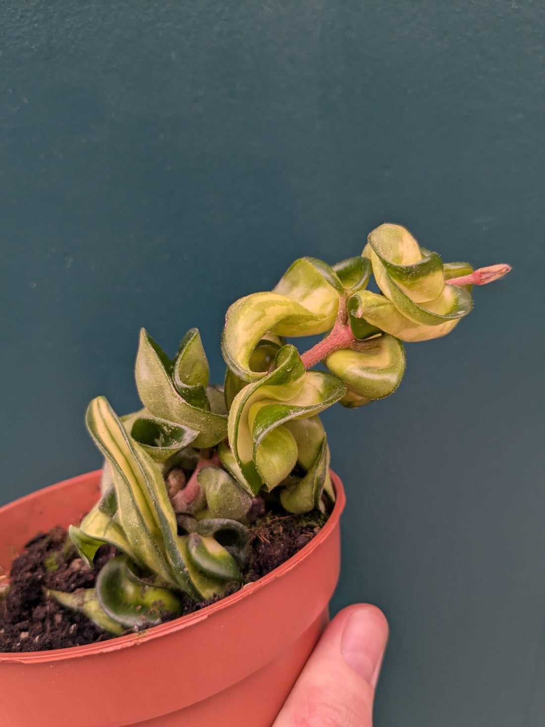 Hoya Carnosa Compacta (Muana Loa)