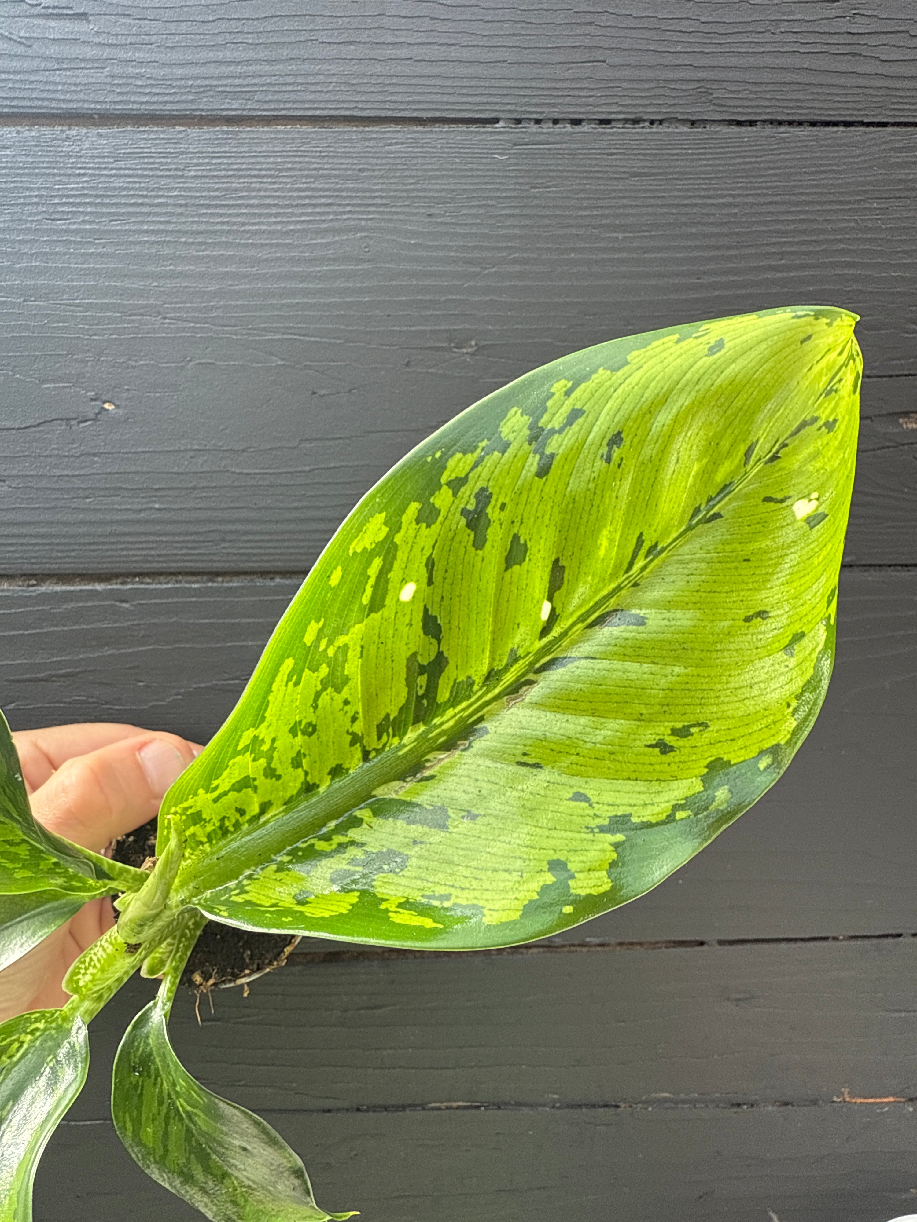 Dieffenbachia Crocodile