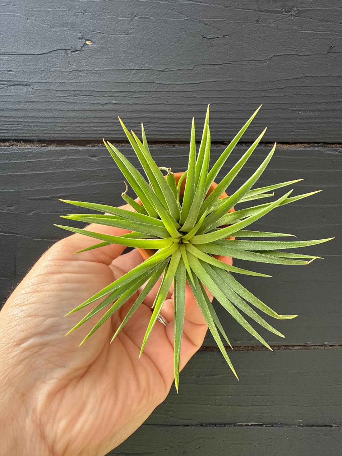 Tillandsia ionantha in Terracotta Pot