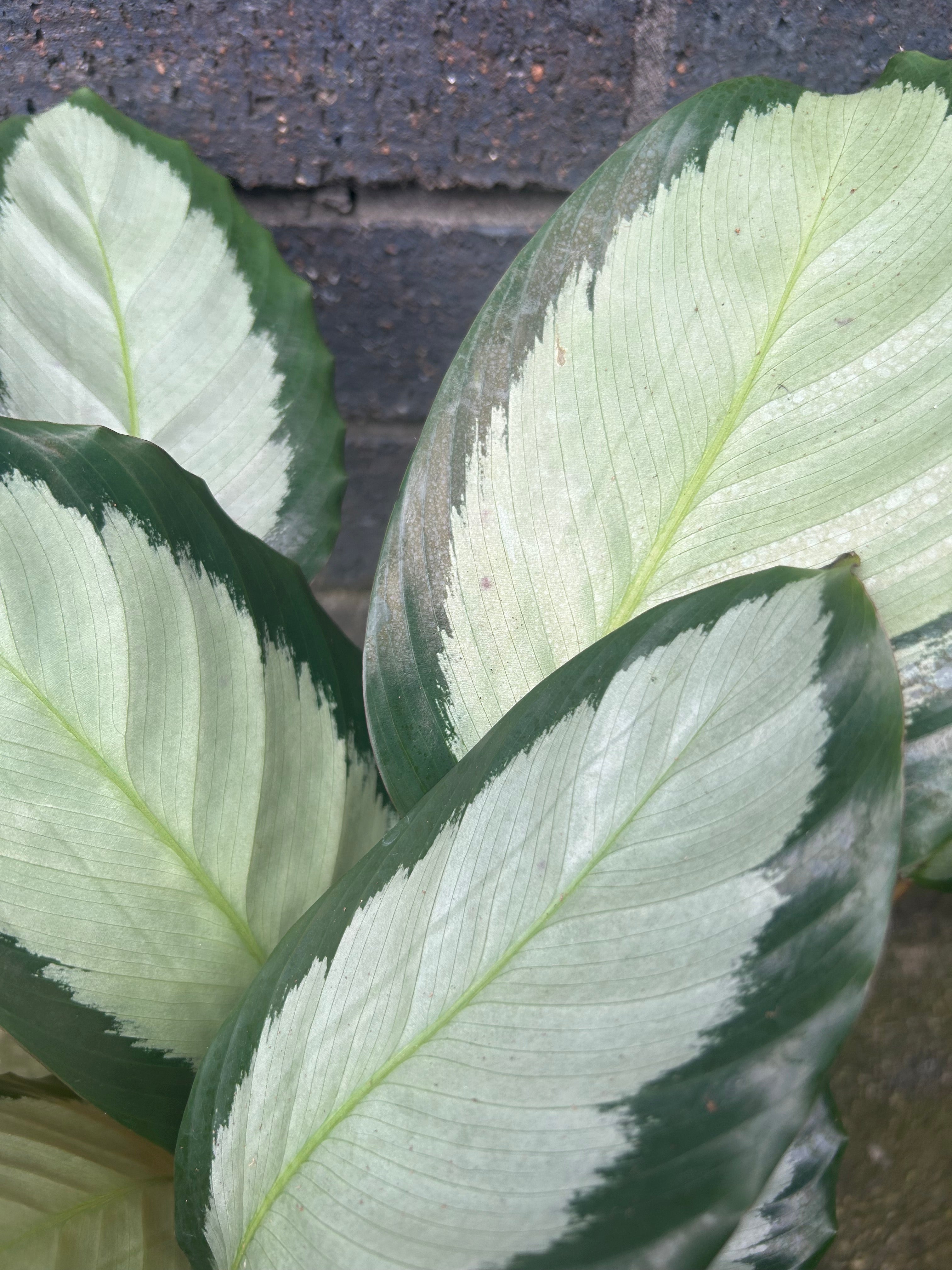 Calathea Picturata &