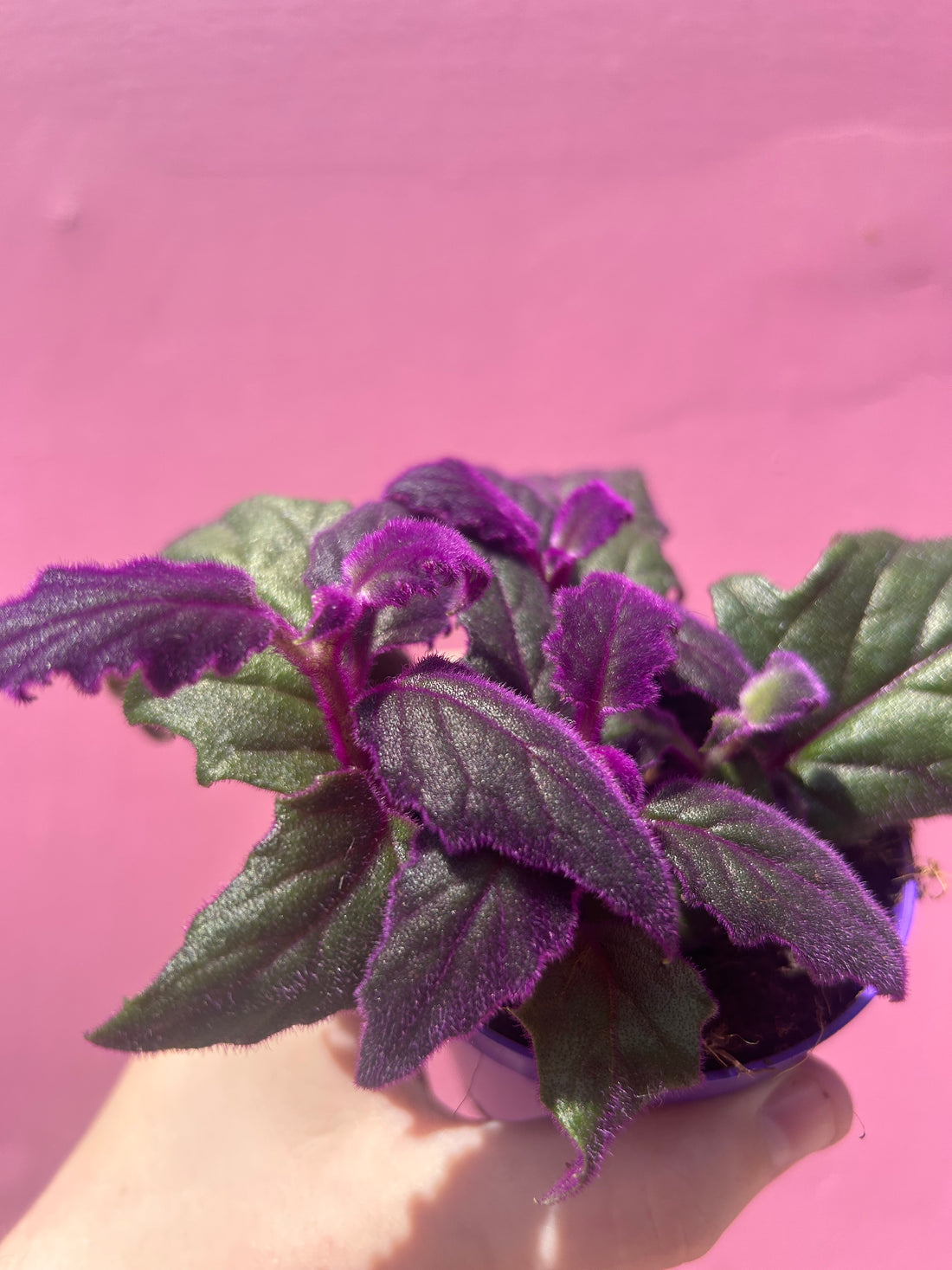 Gynura Purple Passion