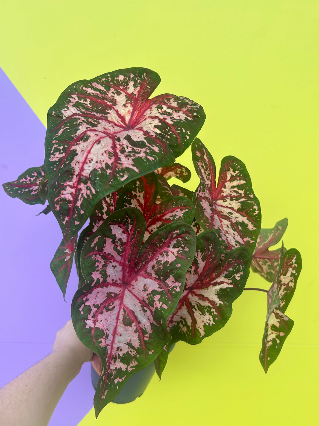 Caladium Carolyn Whorton