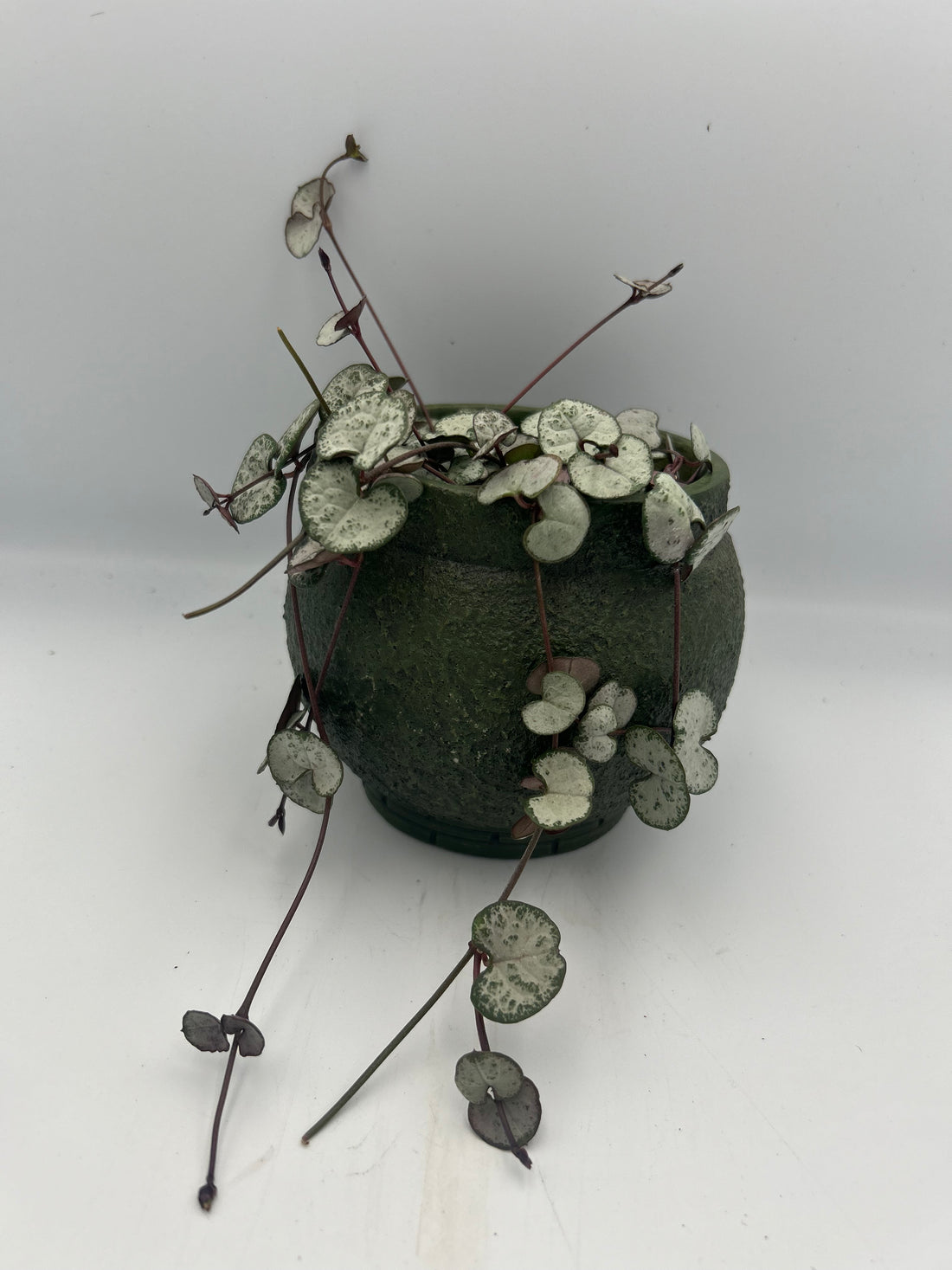 Ceropegia Woodii (String of Hearts)