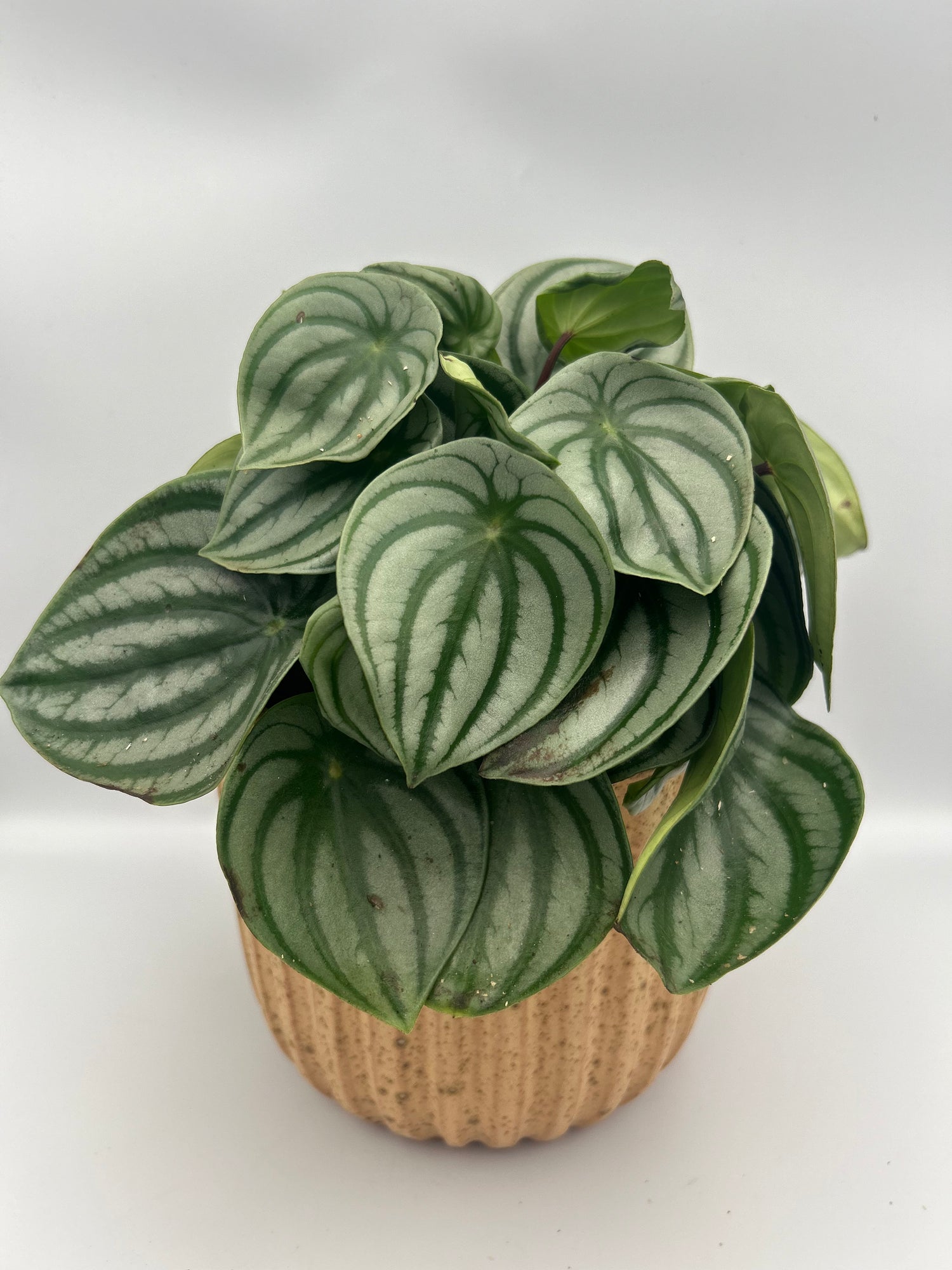 Peperomia argyreia