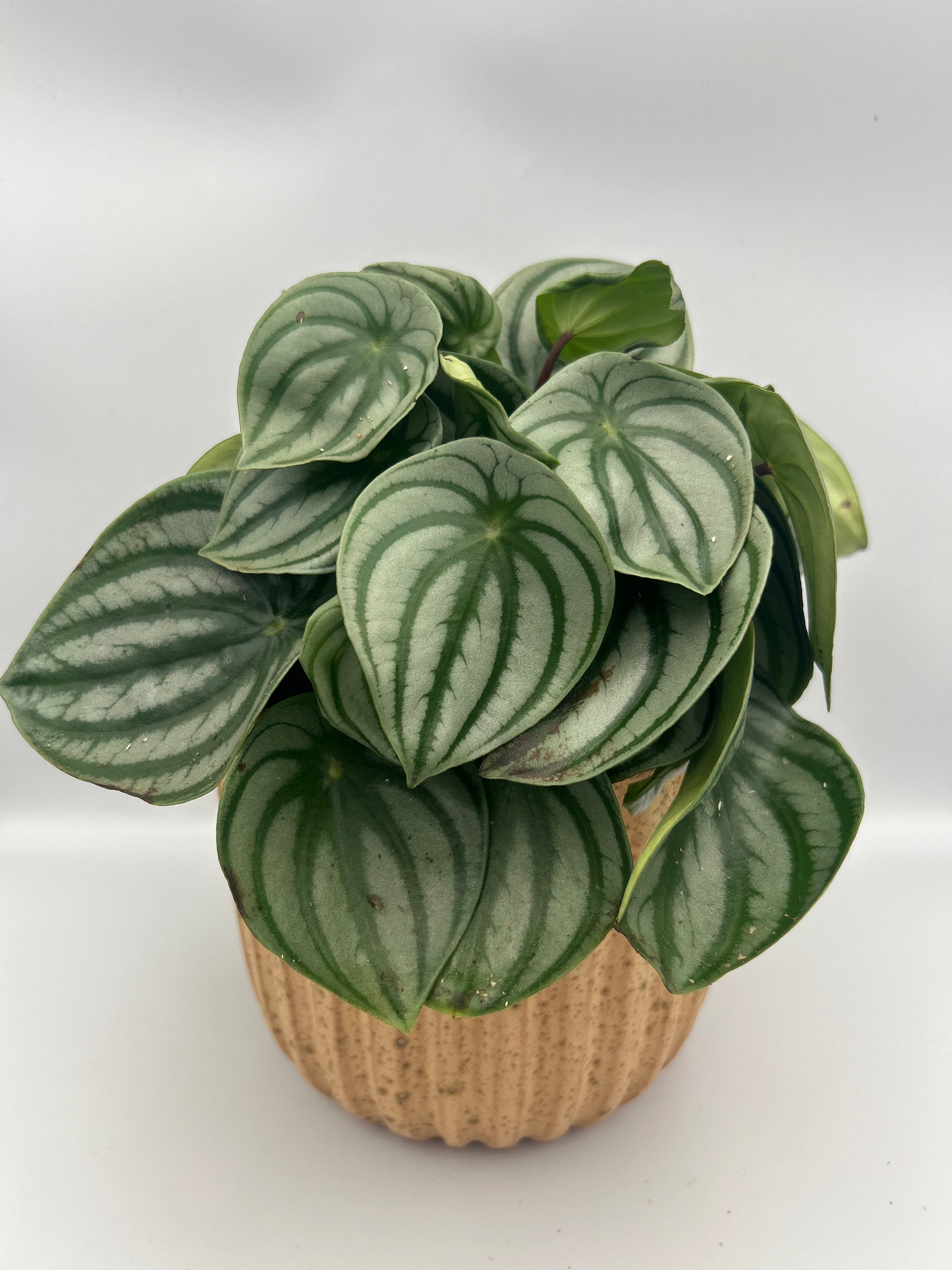 Peperomia argyreia