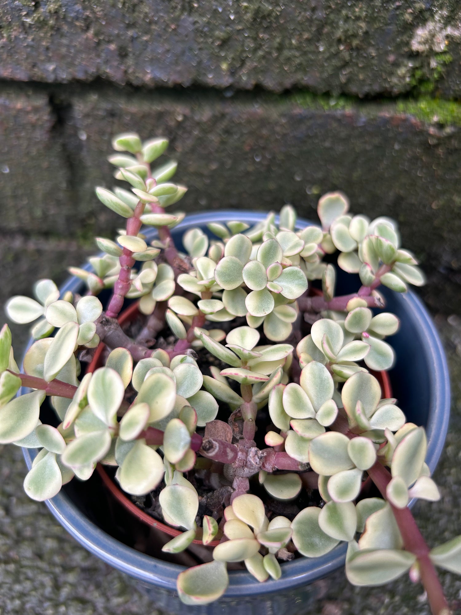 buy portulacaria afra uk Portulacaria Afra Variegata (Elephant Bush)