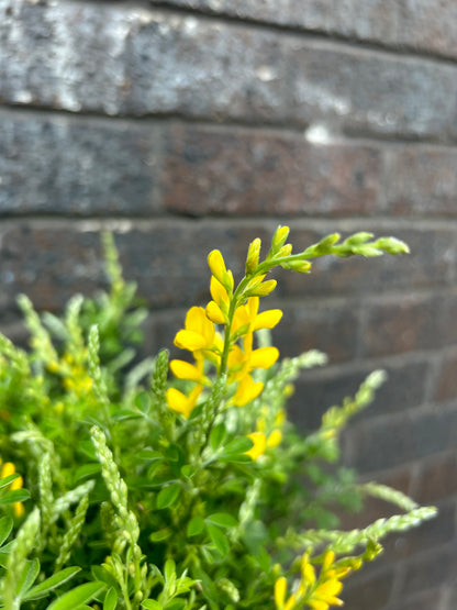 Genista Ball on Stem (Includes Terracotta Pot)
