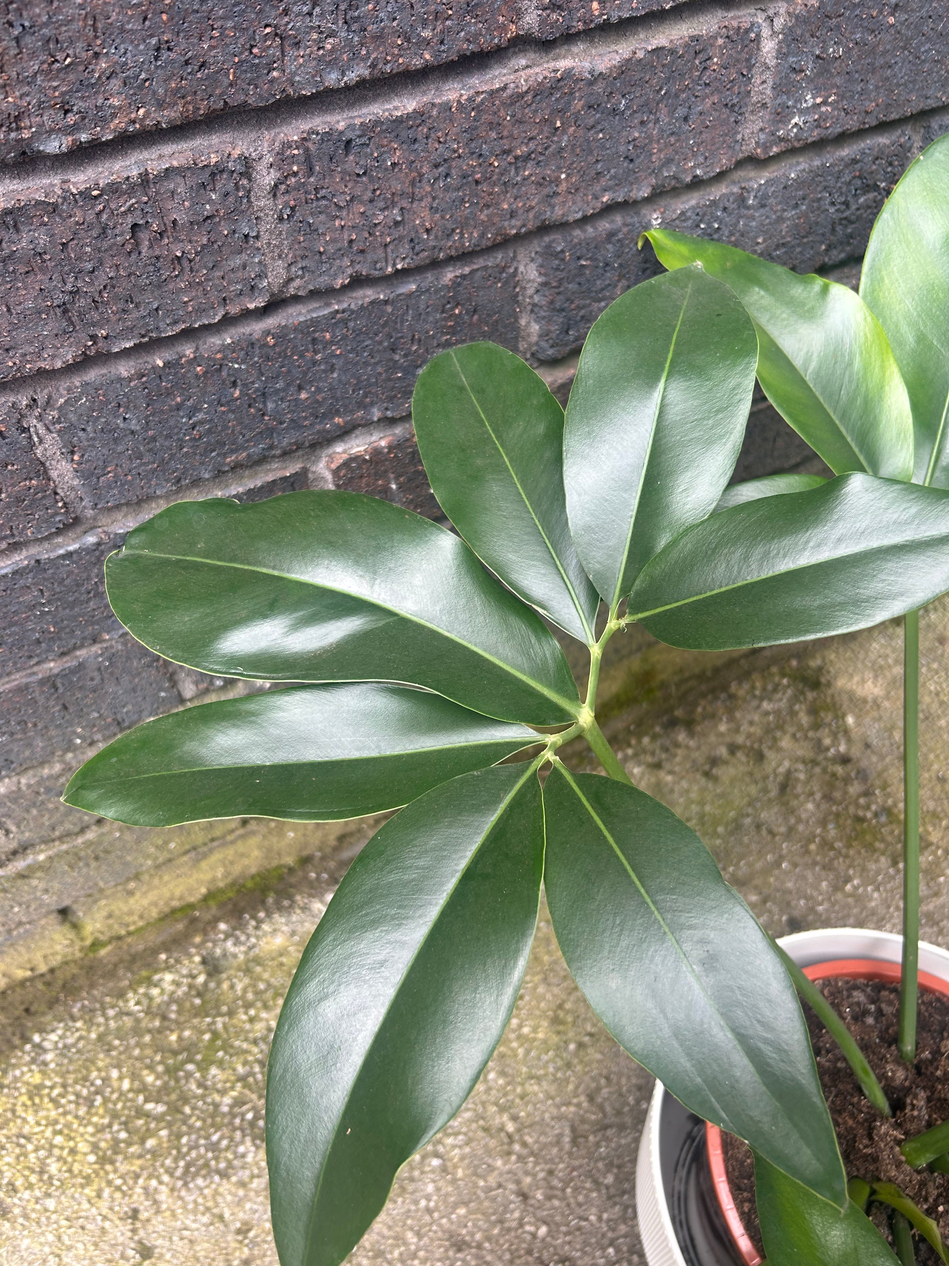 Philodendron Green Wonder