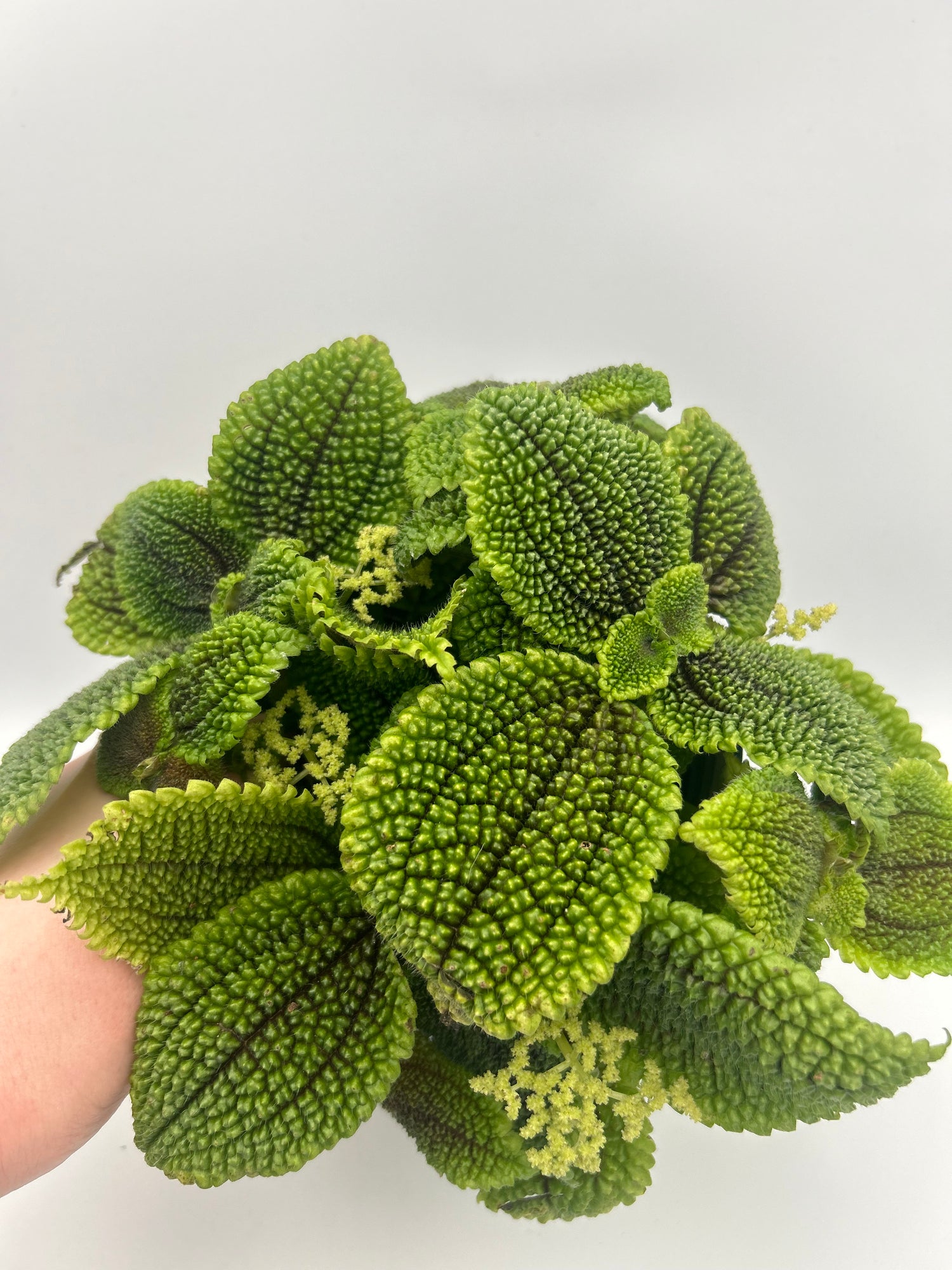 Pilea Moonvalley