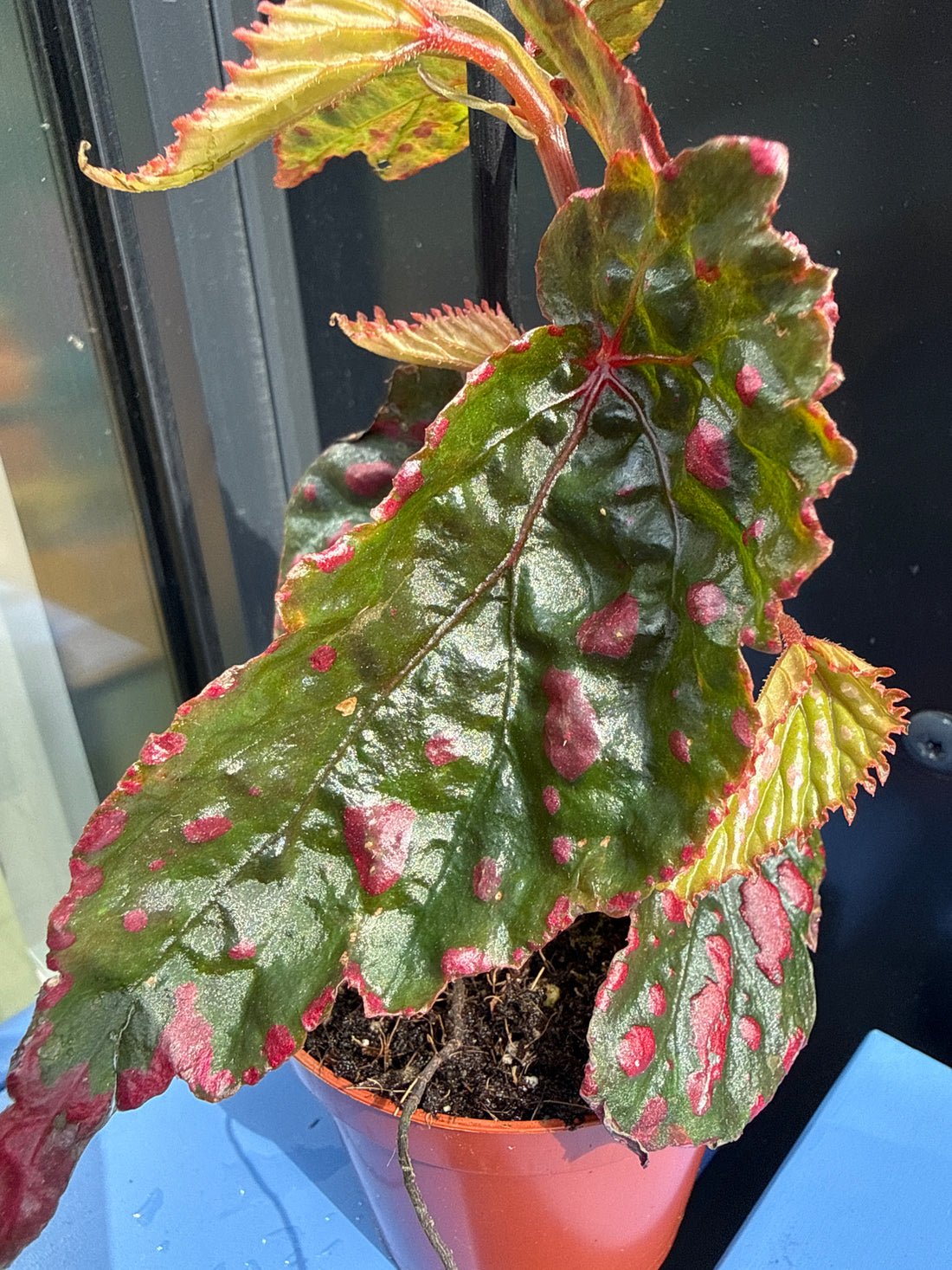 Begonia Leaf Mila Miracle