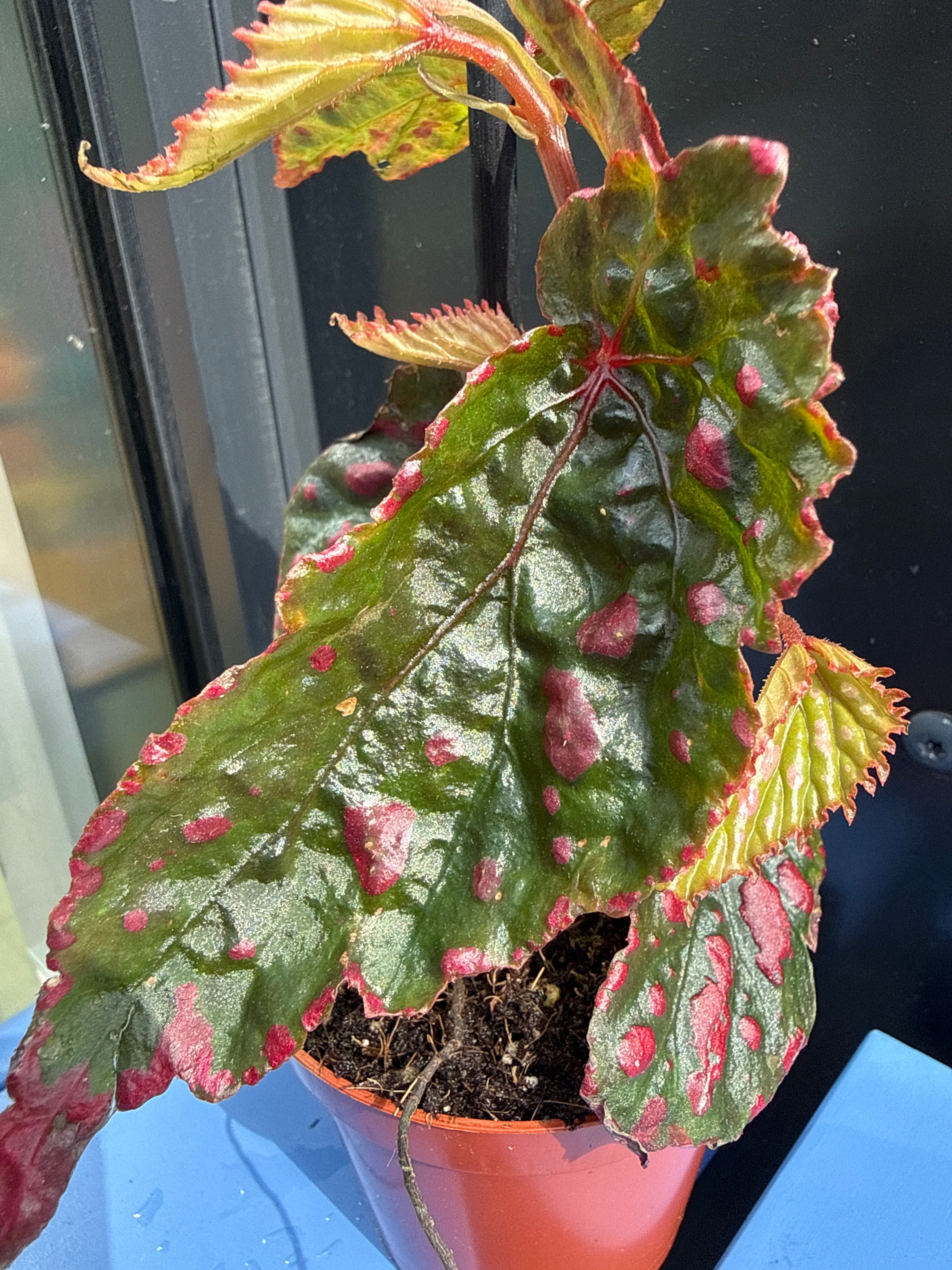 Begonia Leaf Mila Miracle