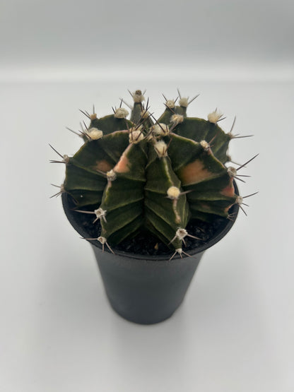 Gymnocalycium Variegata