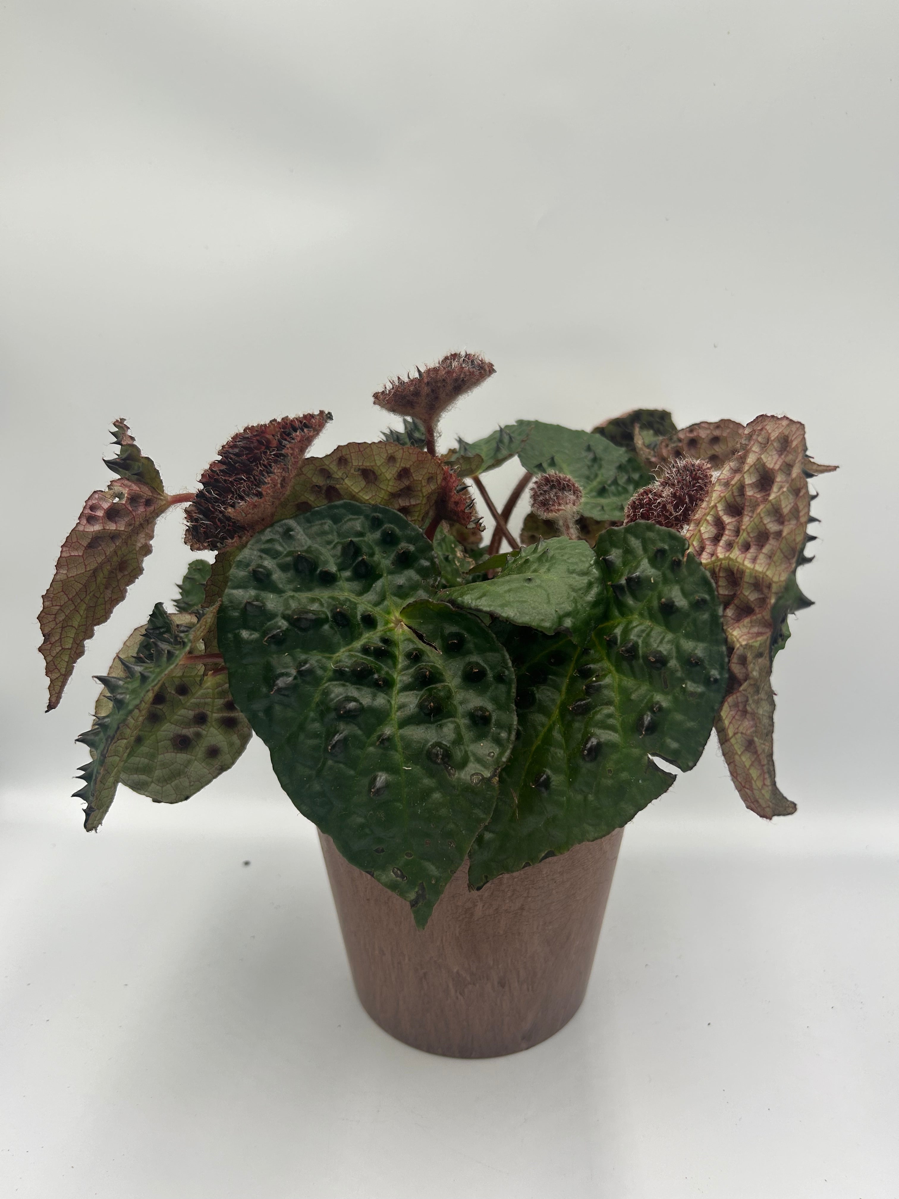 Begonia Ferox