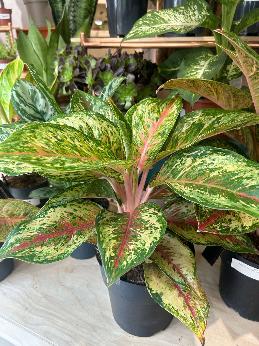 Aglaonema TrioicXcolor Painted