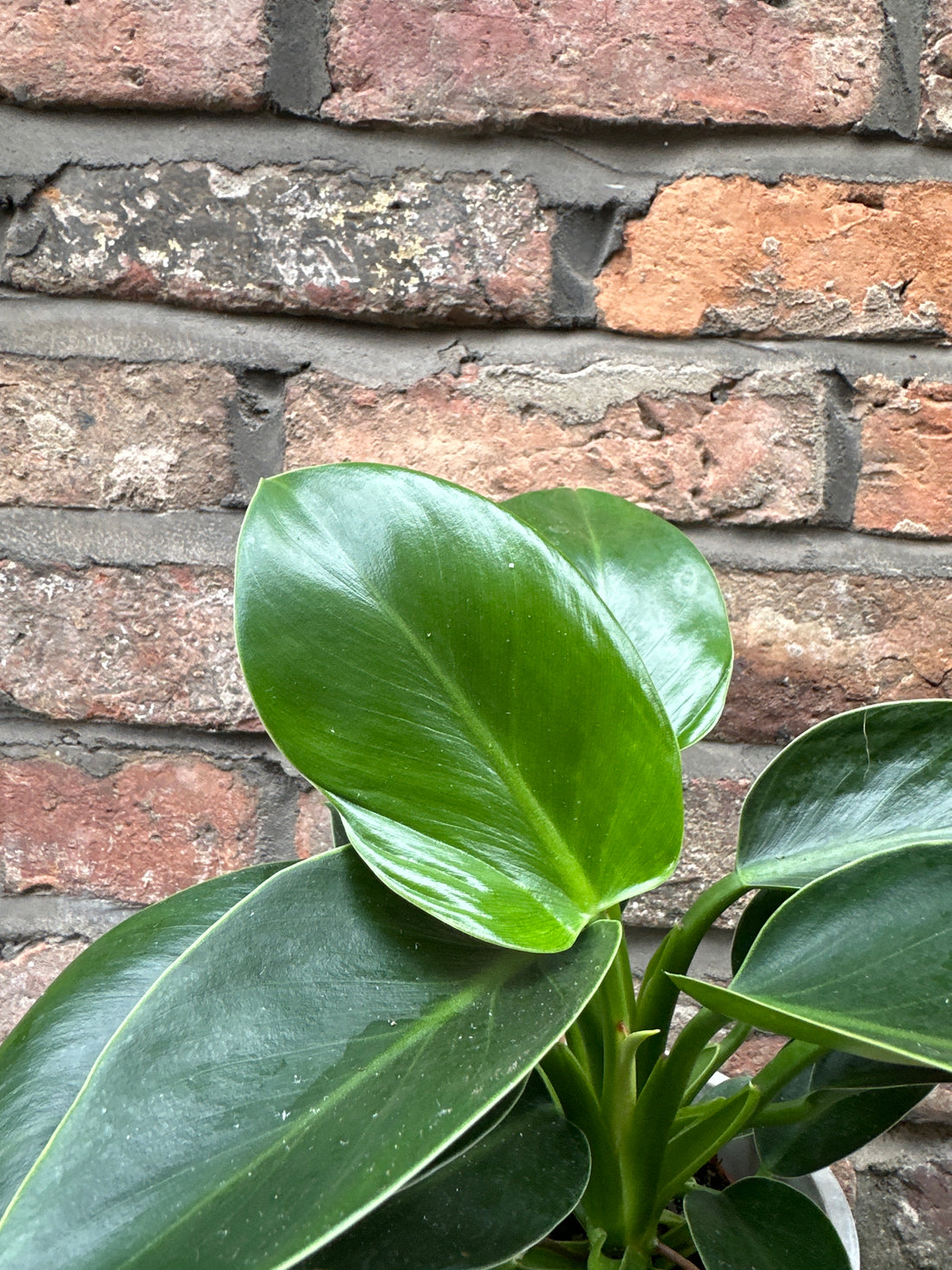 Philodendron Imperial Green