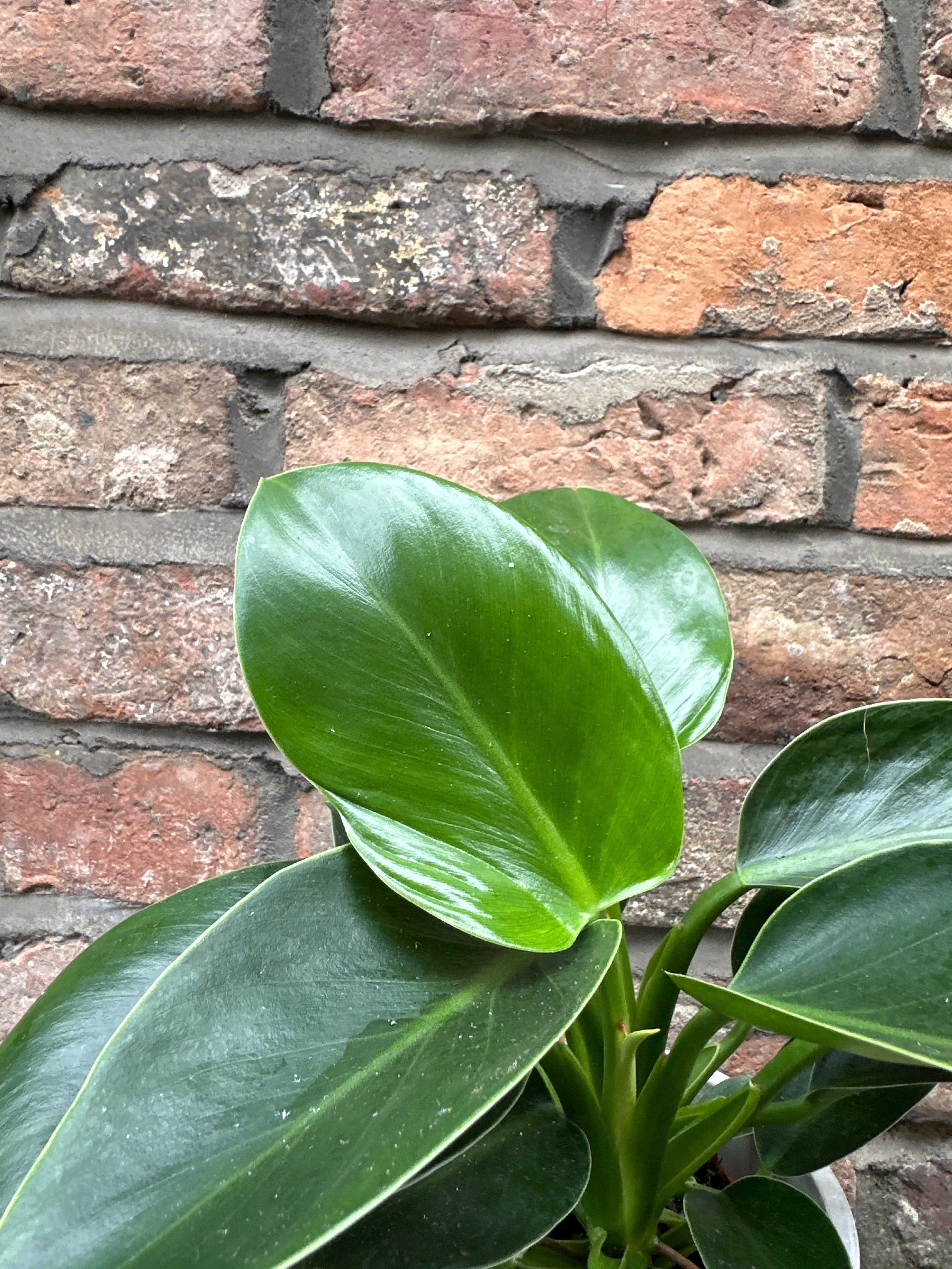 Philodendron Imperial Green
