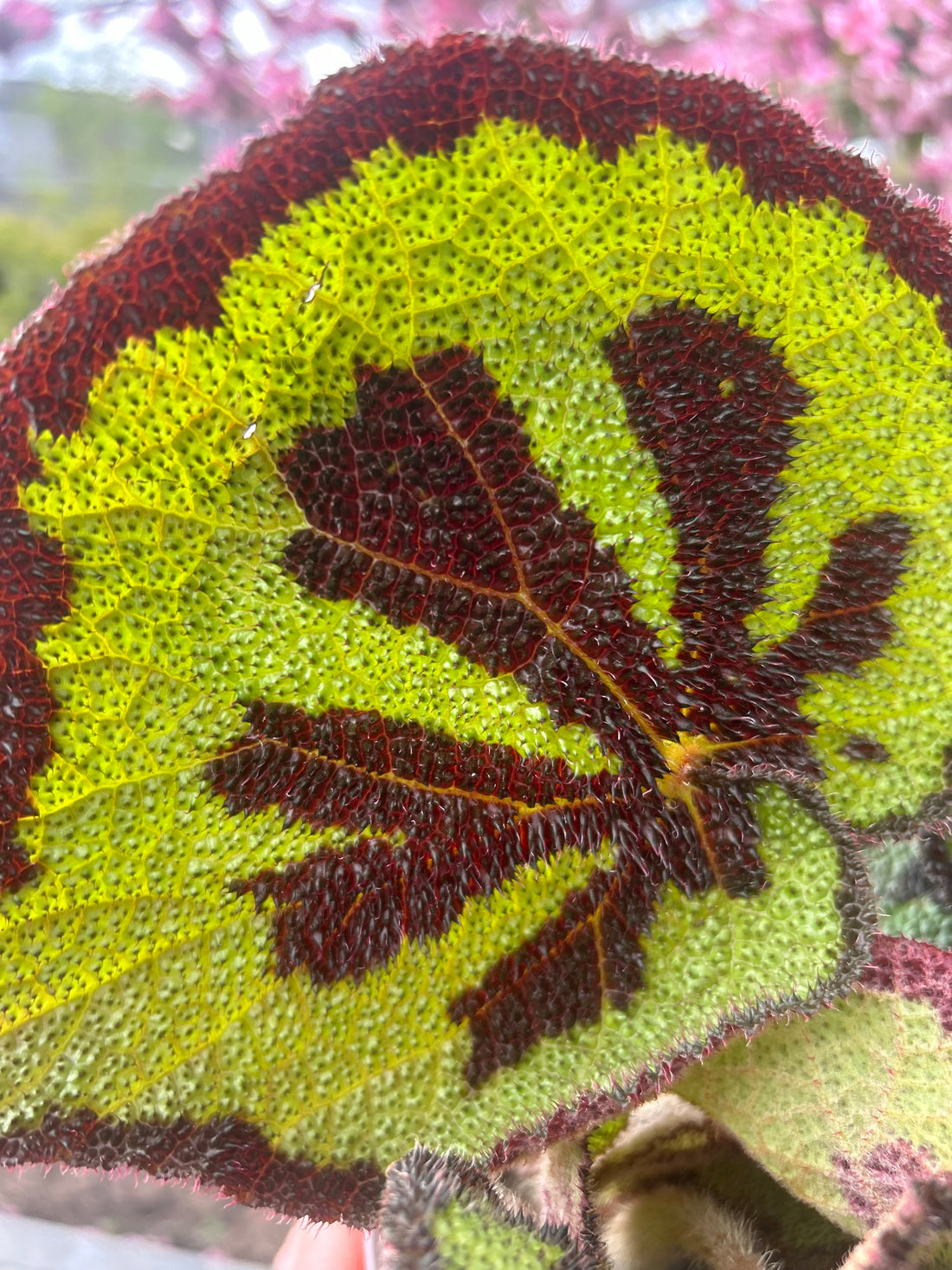 Begonia Masioniana