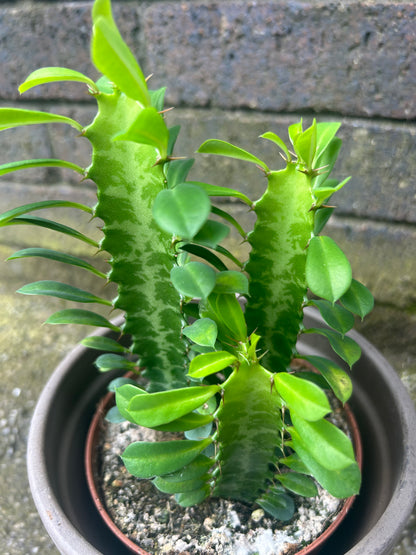 Euphorbia trigona