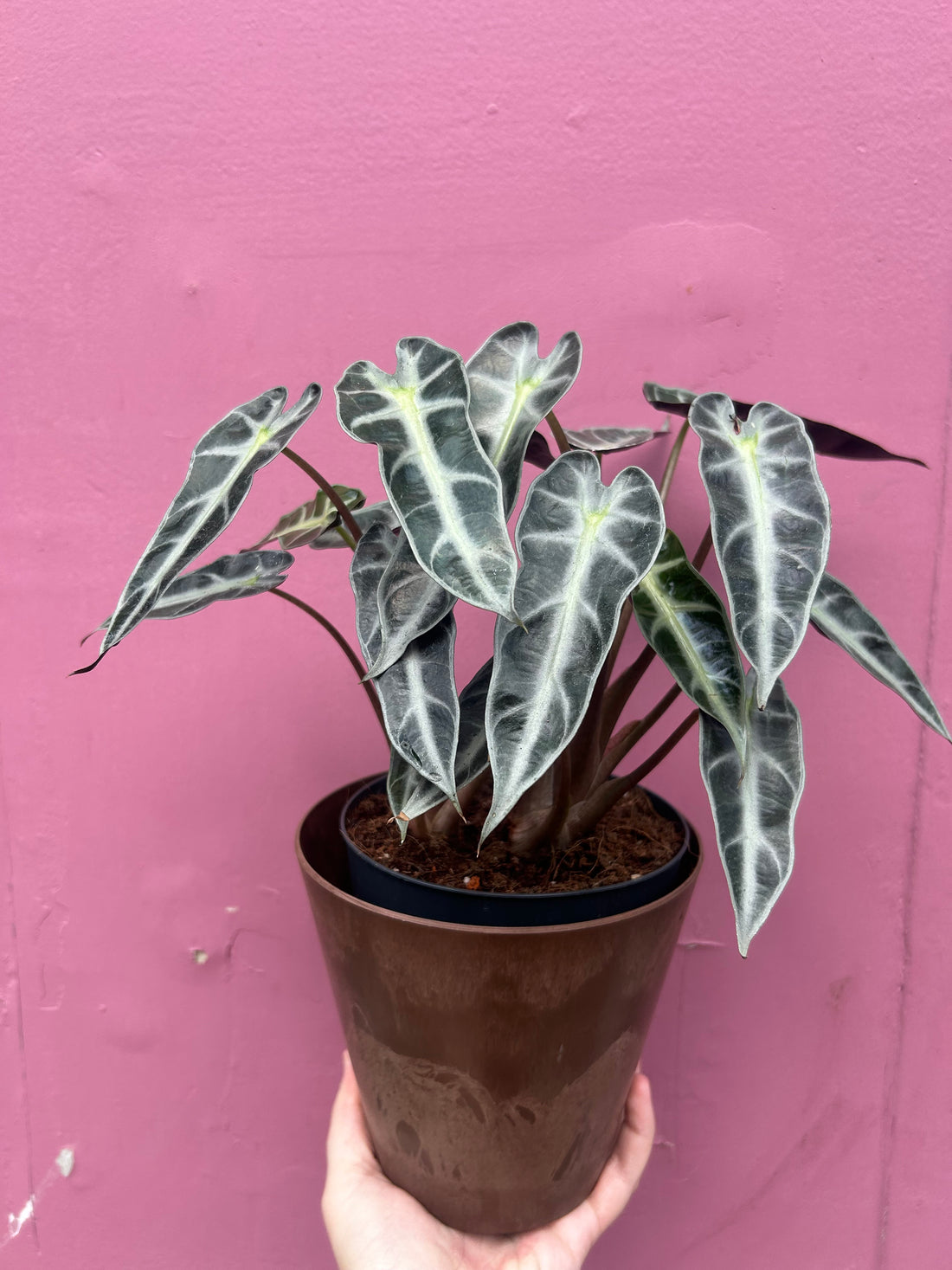 Alocasia bambino Arrow