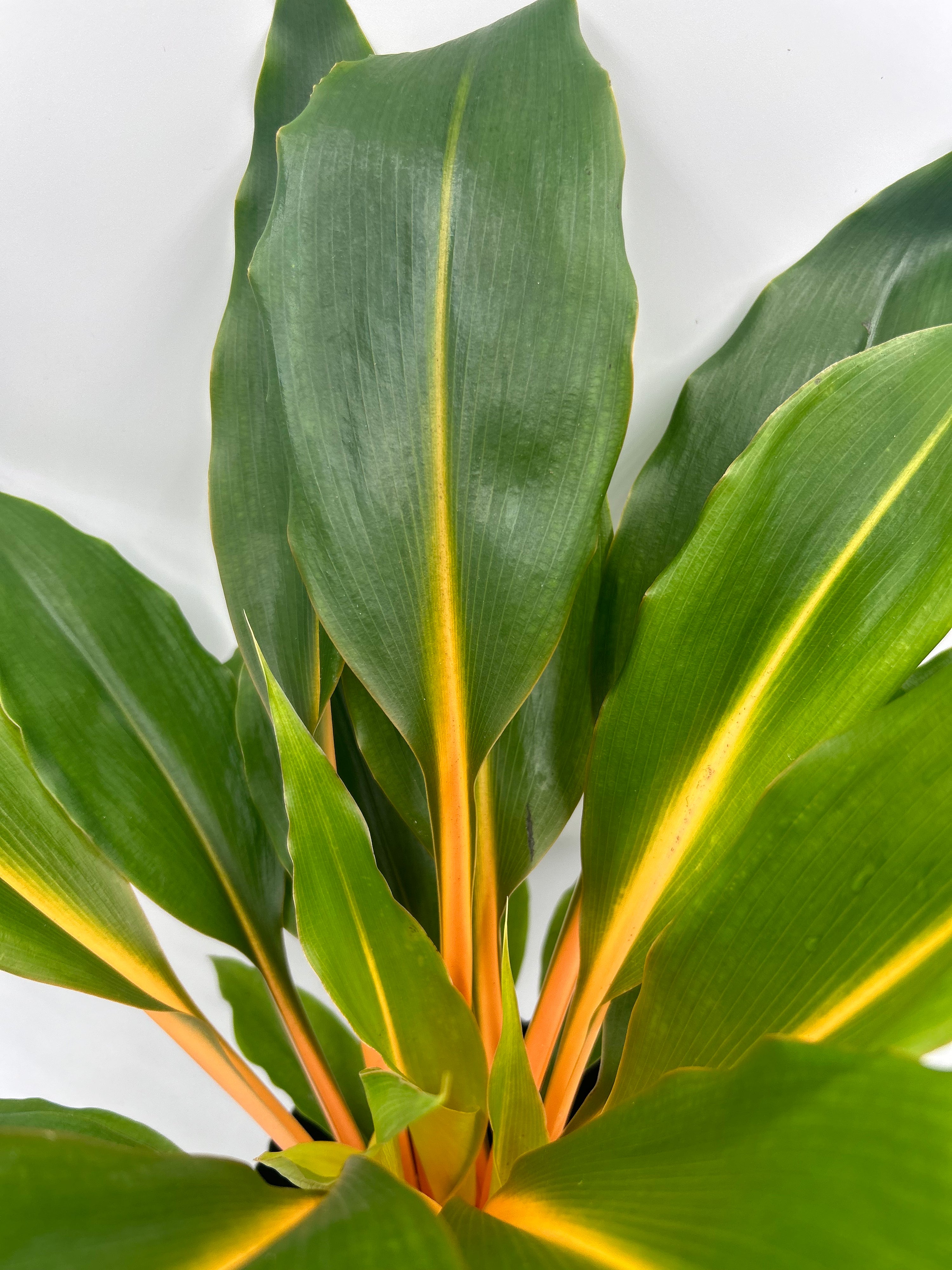 Chlorophytum orchidastrum ‘Orange Green’
