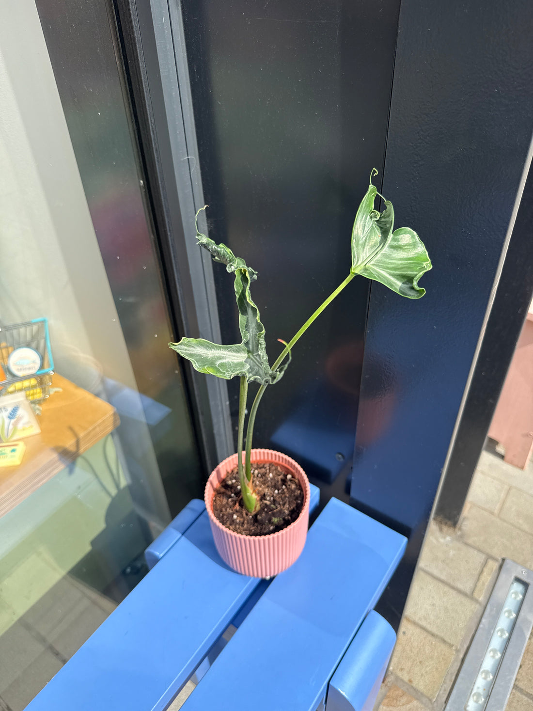 Alocasia Teletubbies
