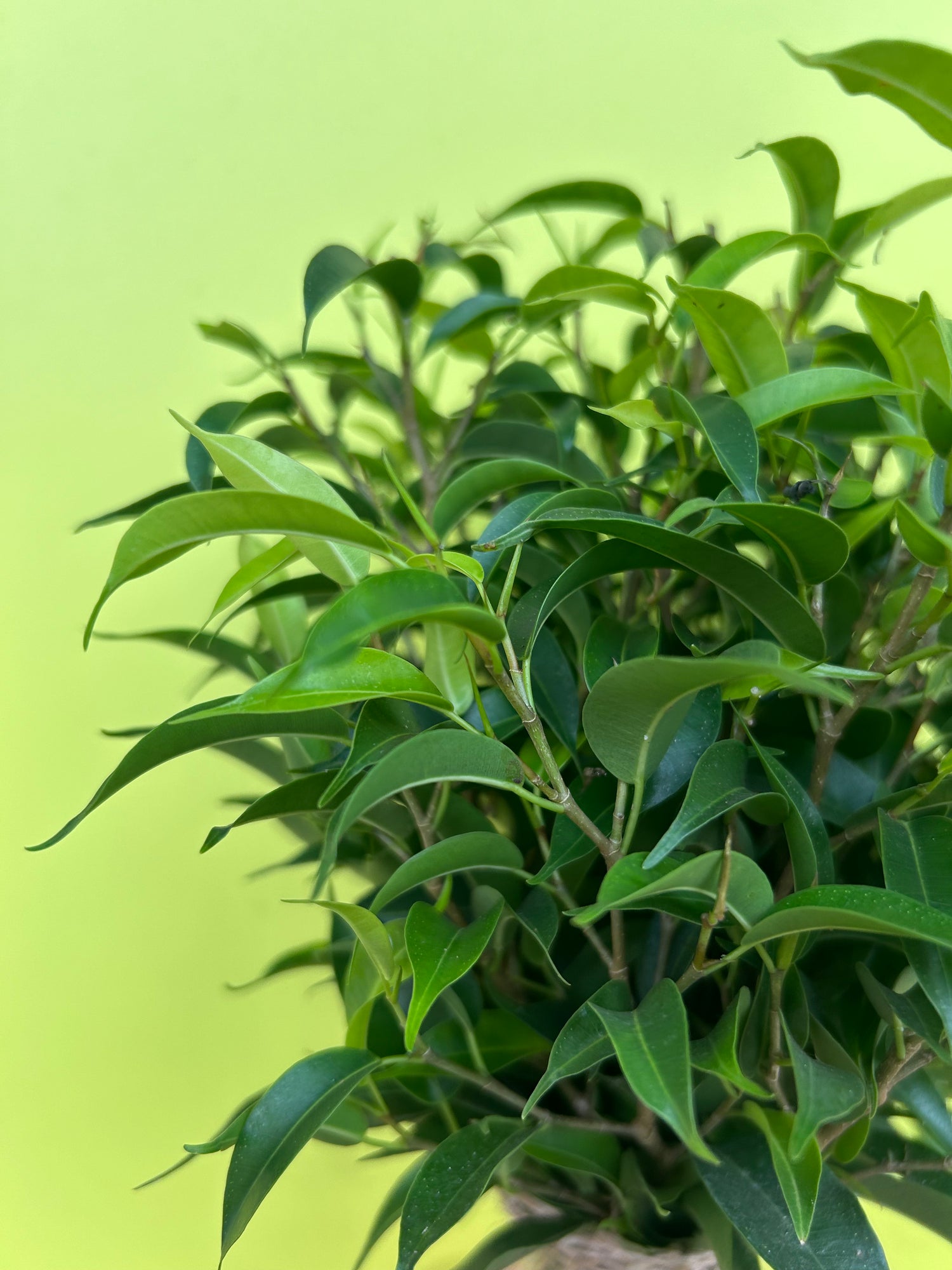 Ficus Benjamina ‘Natasja’