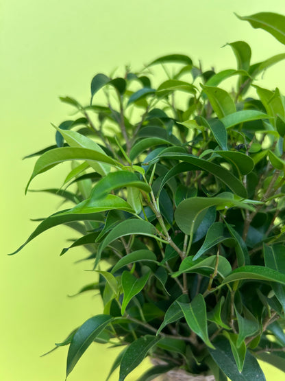 Ficus Benjamina ‘Natasja’