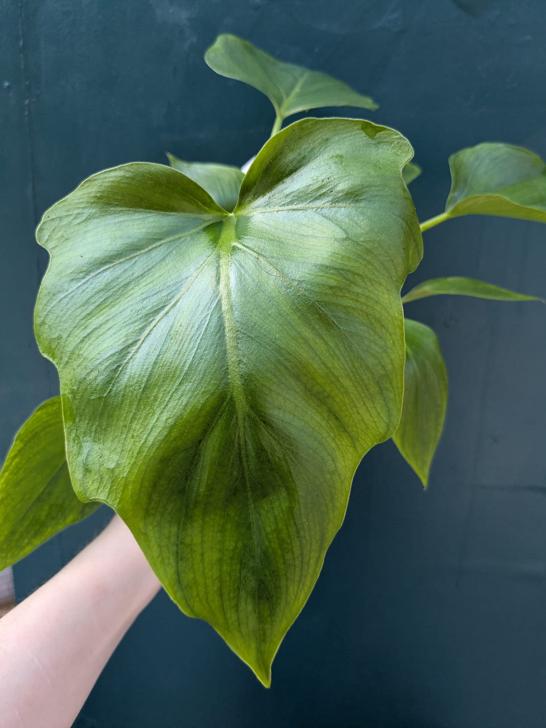 Philodendron warscewiczii