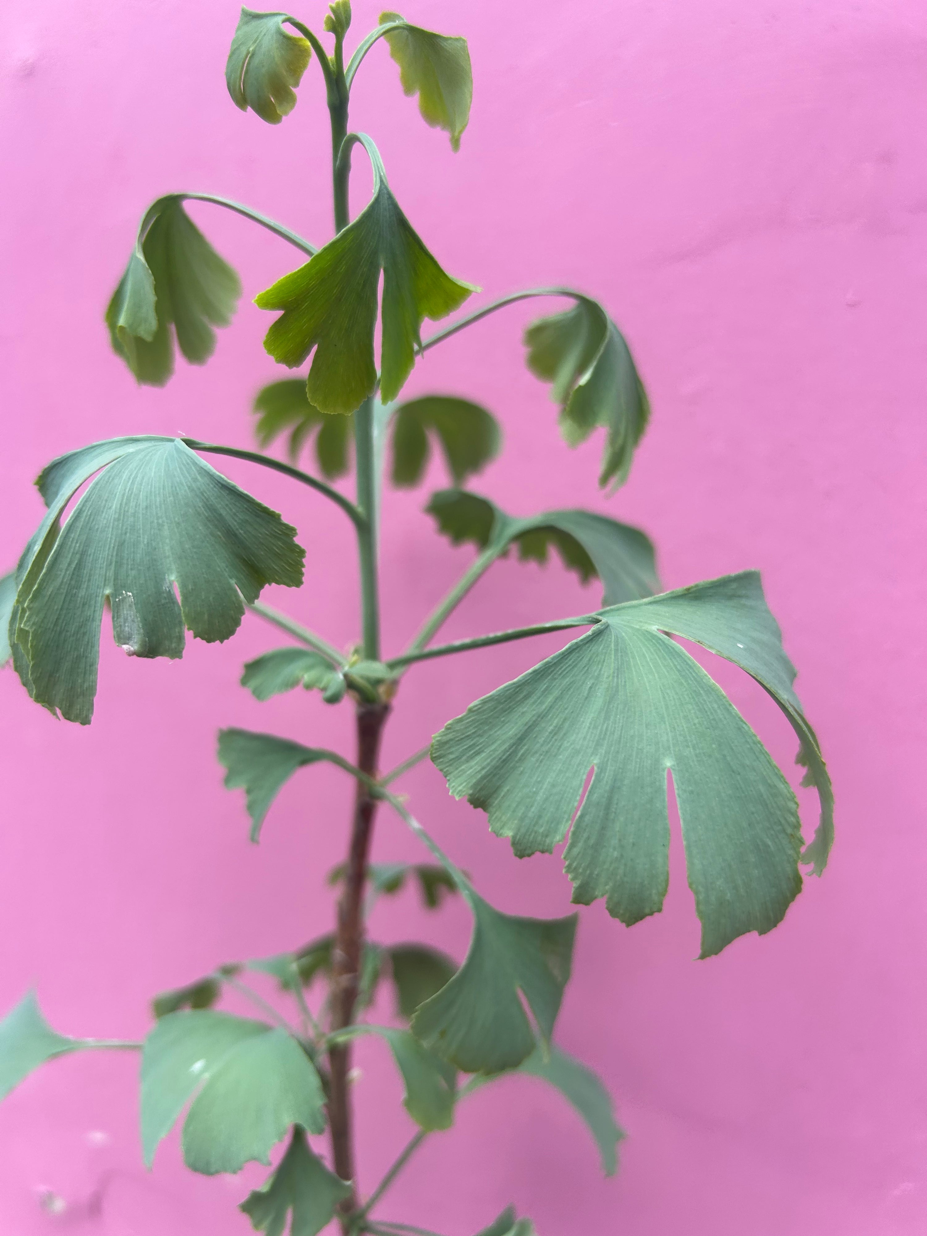 Gingko Biloba