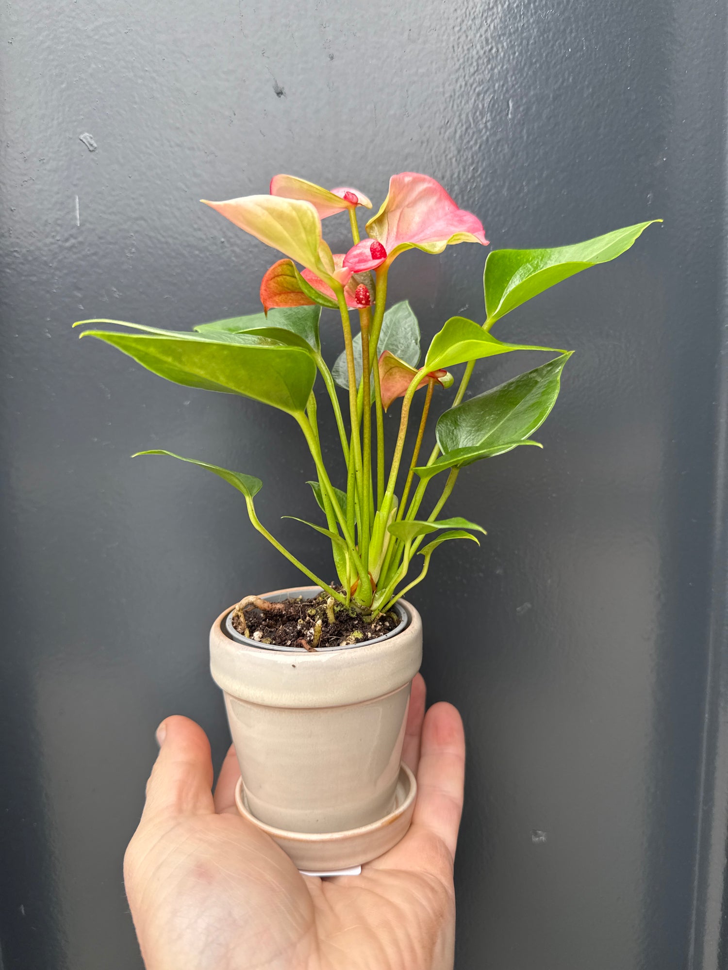Anthurium Matata in Sand pot