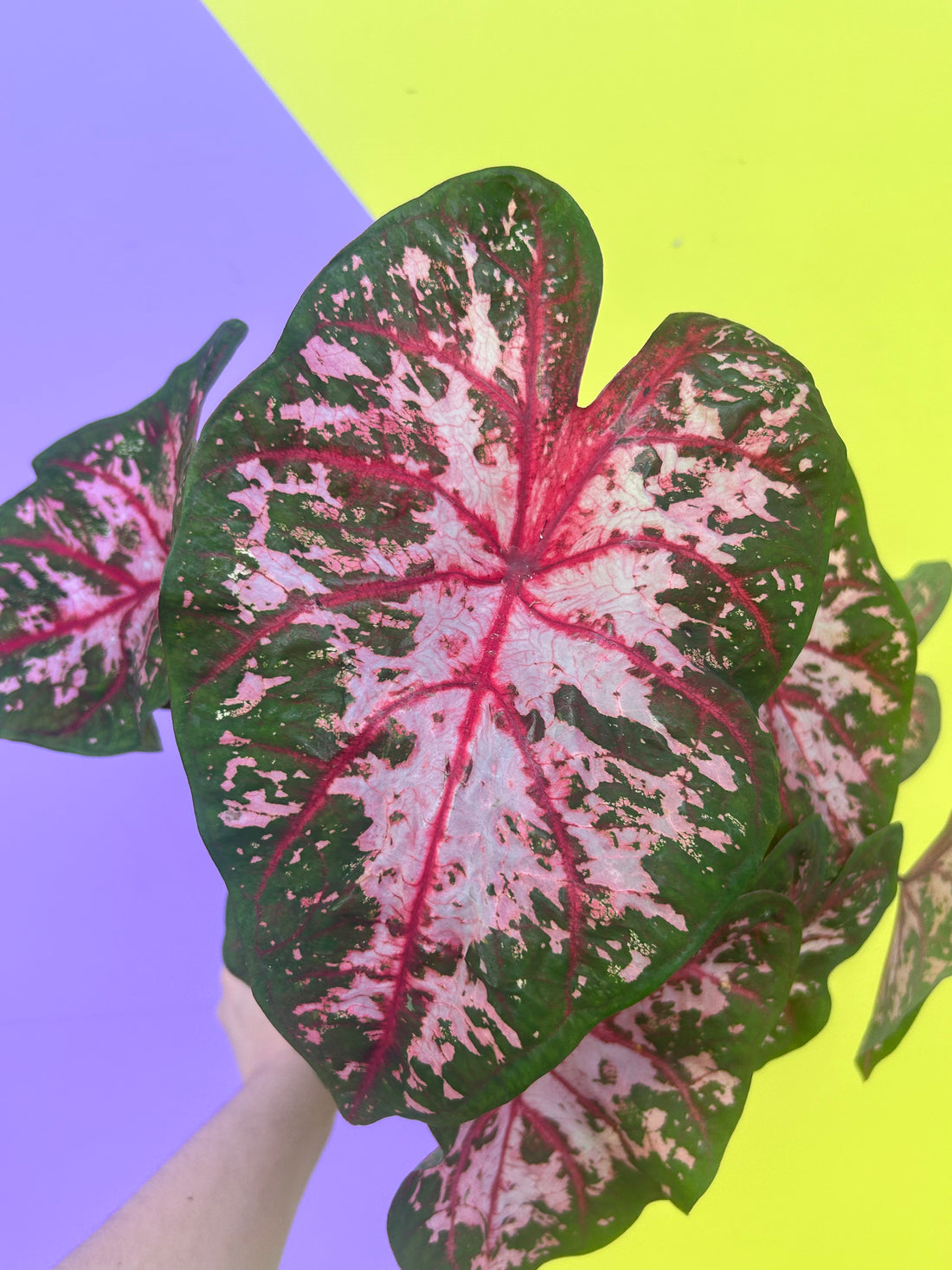 Caladium Carolyn Whorton