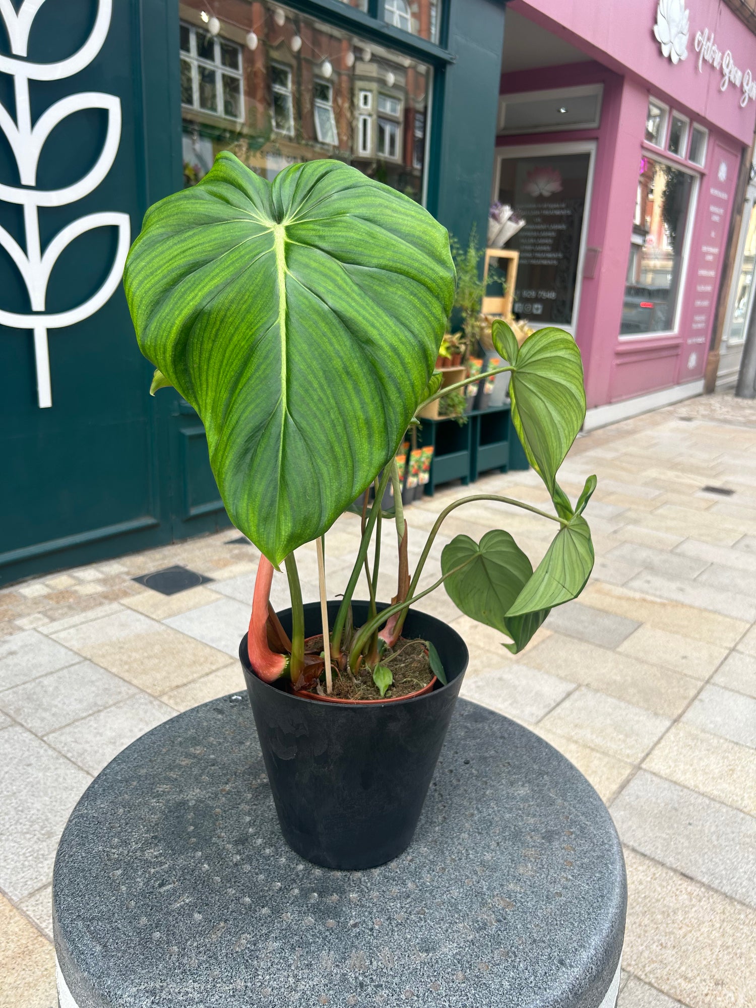 philodendron pastazanum humidity Philodendron Pastazanum